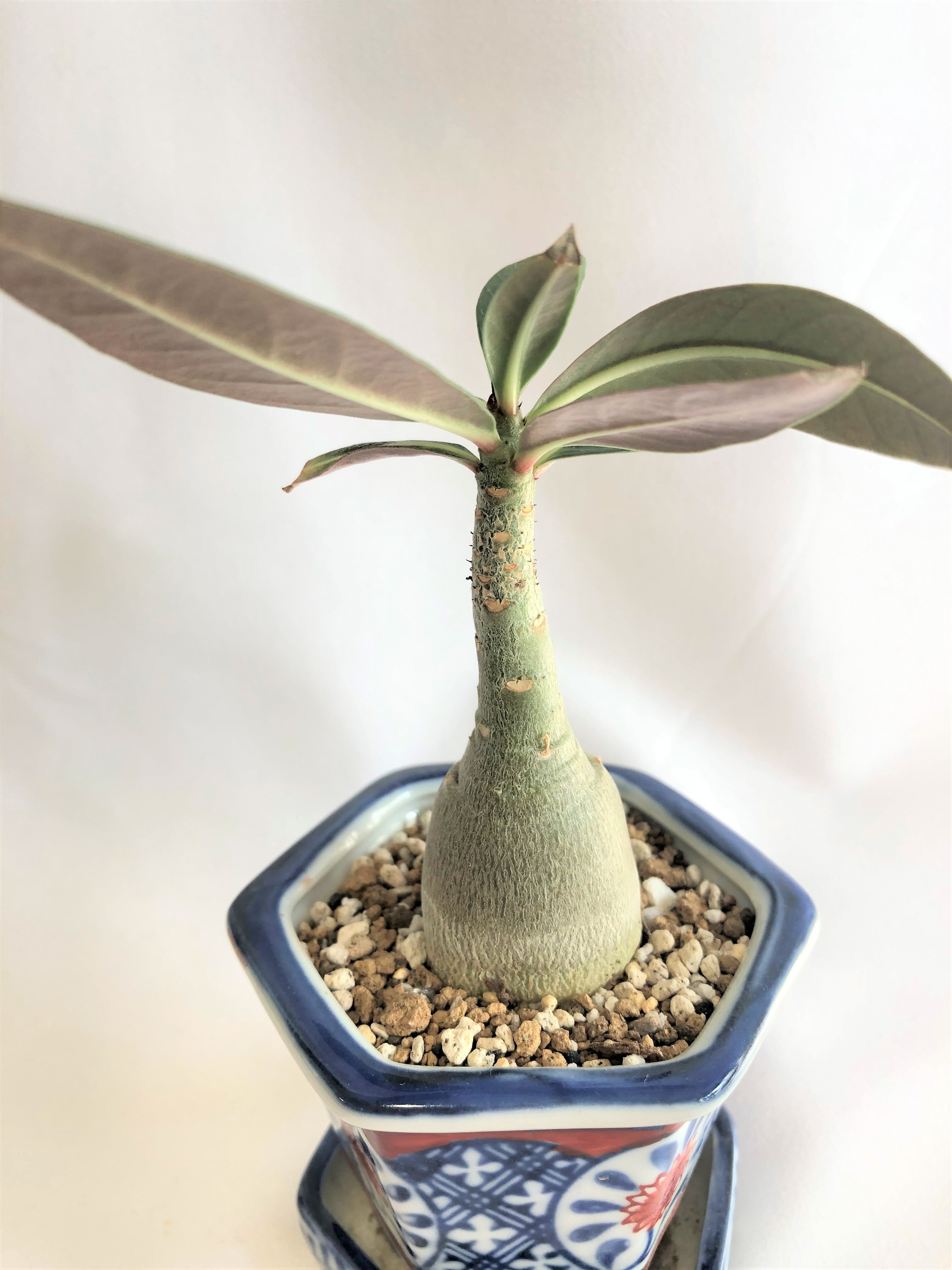 Adenium obesum アデニウム オベスム 塊根植物 コーデックス | plants
