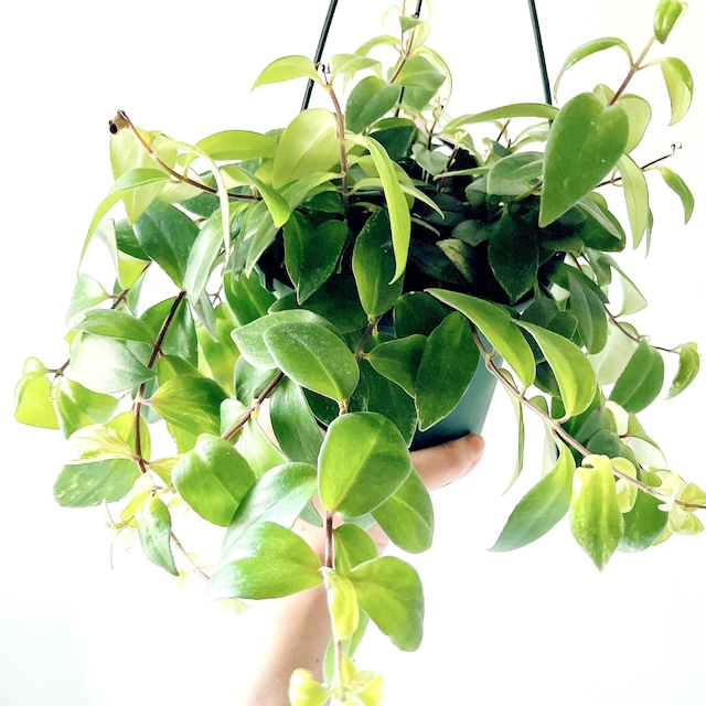 エスキナンサス ラディカンス 斑入り 華やかなハンギング 観葉植物 calm cafe 41