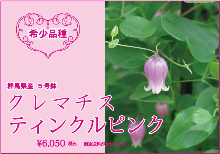 レア品種 花鉢 クレマチス ティンクルピンク Hanakobo