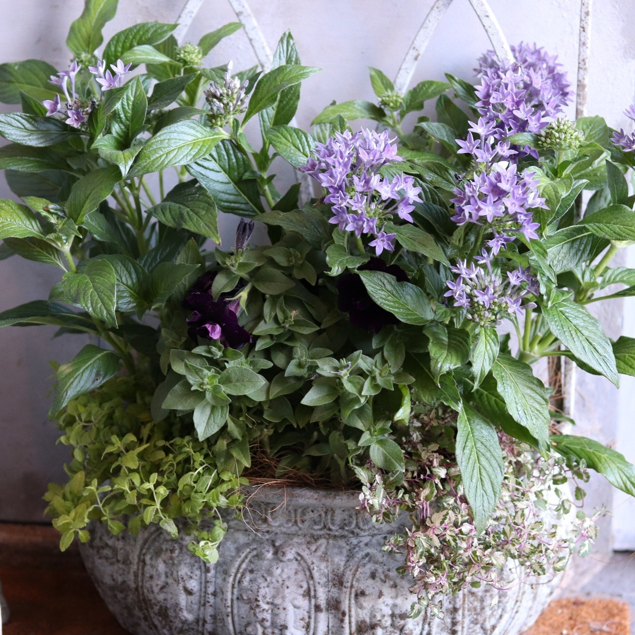 寄せ植え　大きな寄せ植え　フェンス付きプランター｜届いてすぐ飾れる完成品｜玄関にオススメ｜新築・開店祝いギフト｜モンディマンシェ