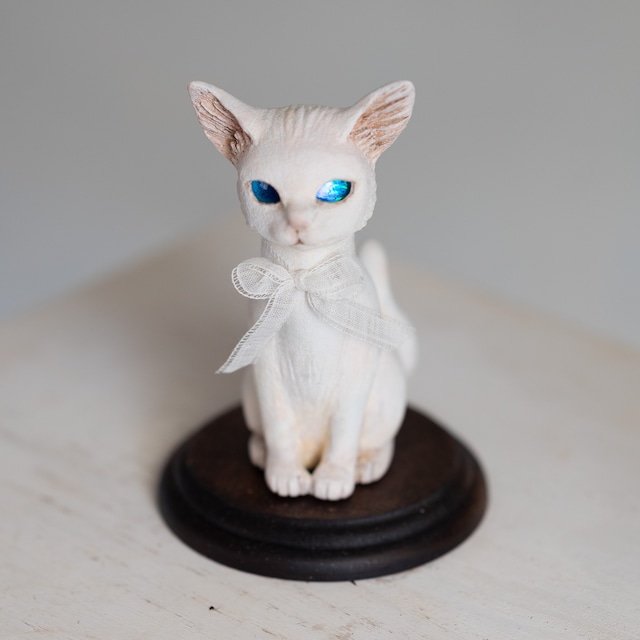 青眼の子猫