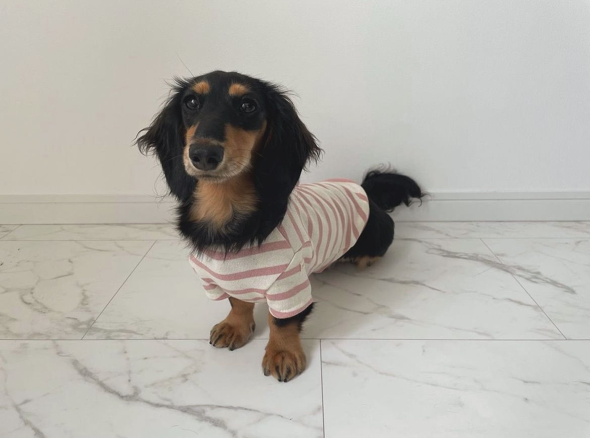 もっち様☆犬服☆ハンドメイドオーダー 【公式通販】