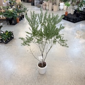 アカシア ブルーブッシュ【392】