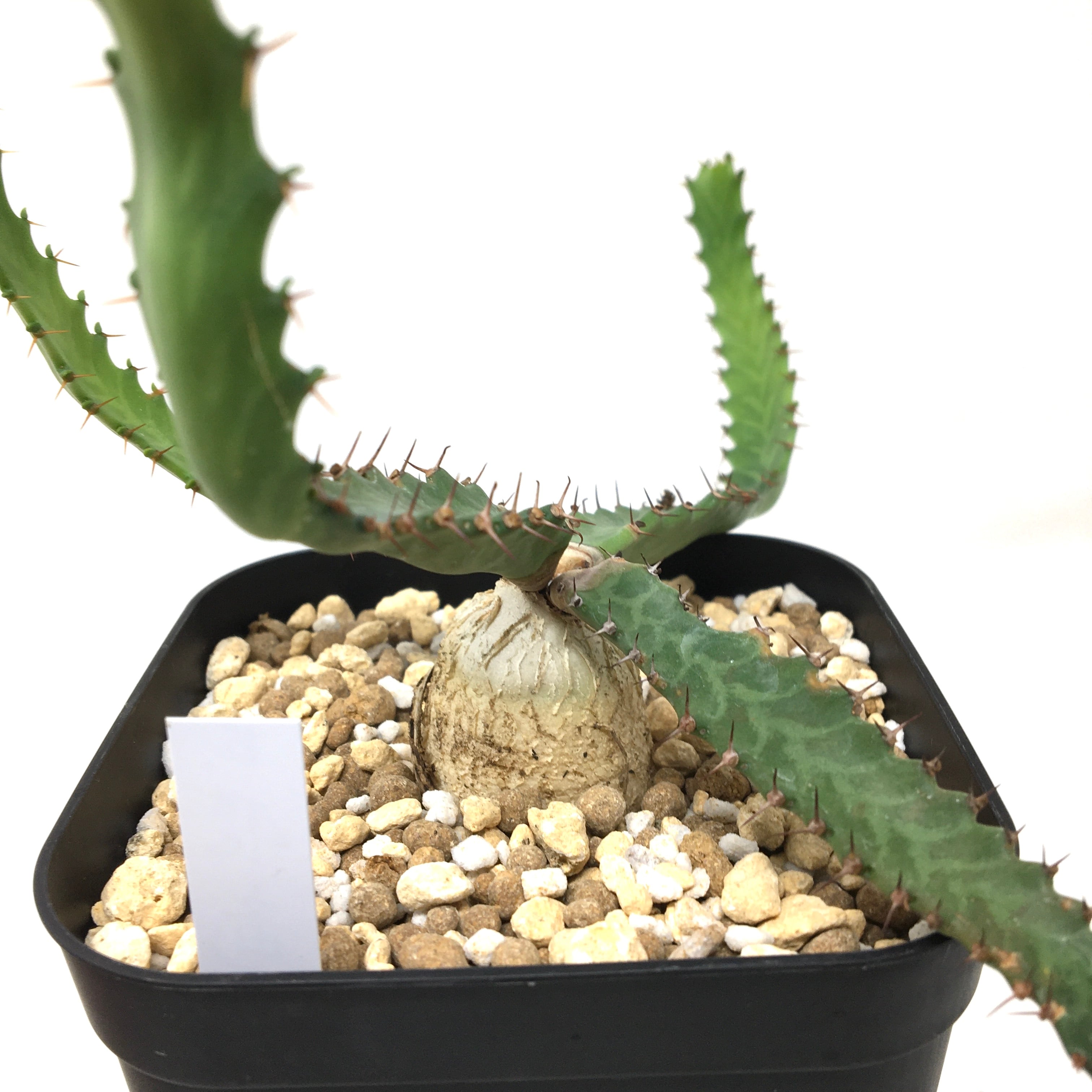 ユーフォルビア ステラータ 飛竜【34】 | PROTOLEAF プロトリーフ