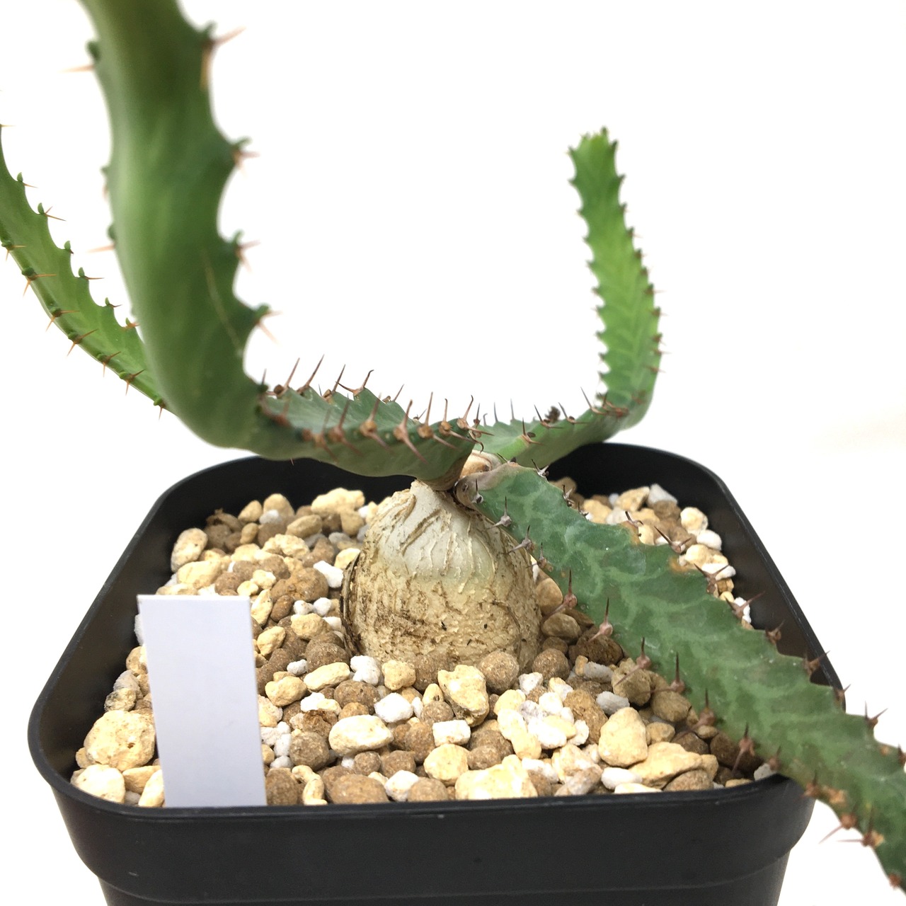 ユーフォルビア　ステラータ　飛竜【34】