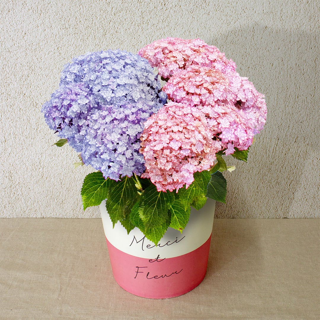 早割10%OFF【2026 Mother's Day HP₋3アジサイ鉢植え(ひな祭り2色5寸)】母の日|鉢植え|母の日ギフト|母の日 アジサイ|