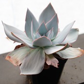 【PREMIUM】抜き苗 カンテ LED管理美苗 Echeveria cante