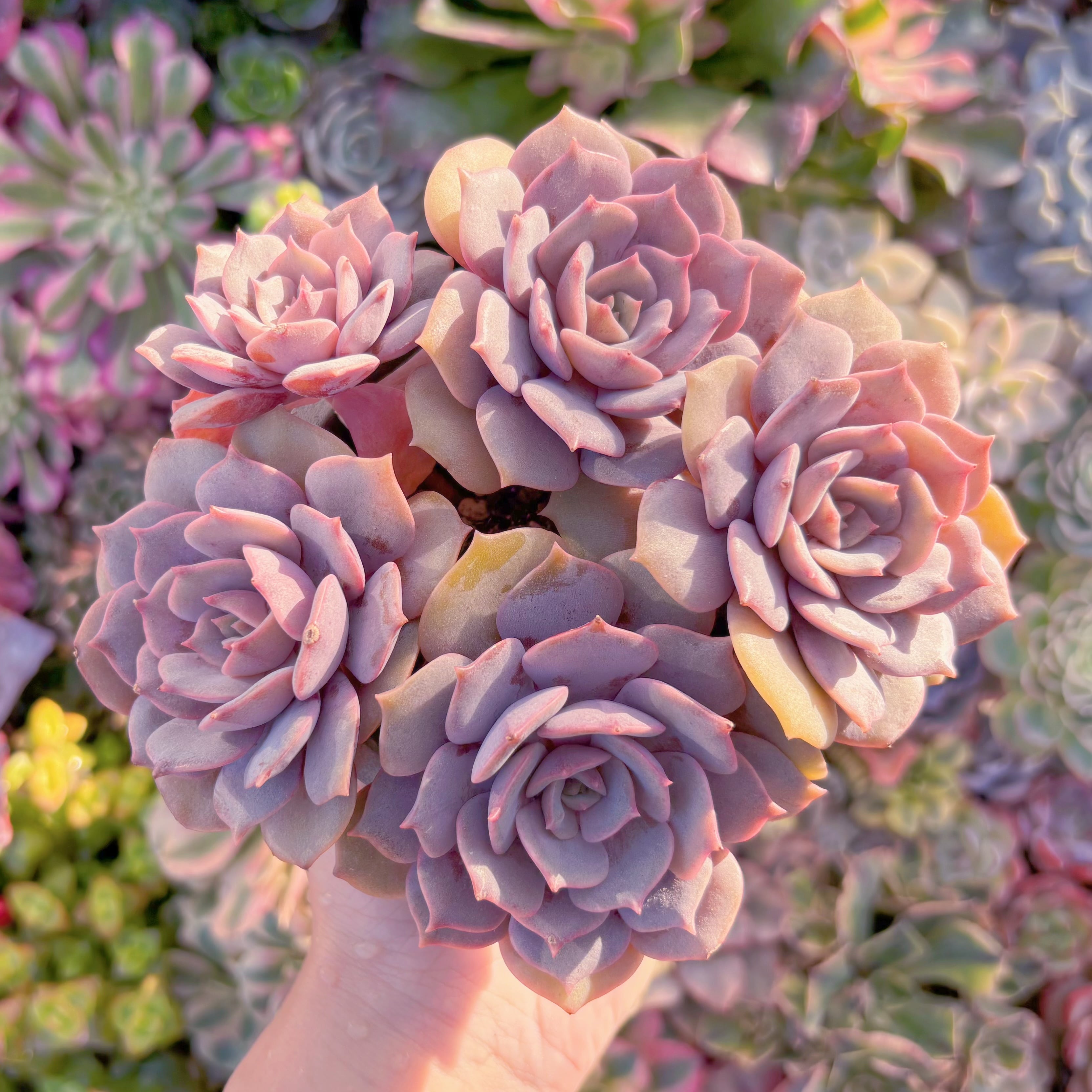 現品　紫姫#A099　新入荷　るる農園