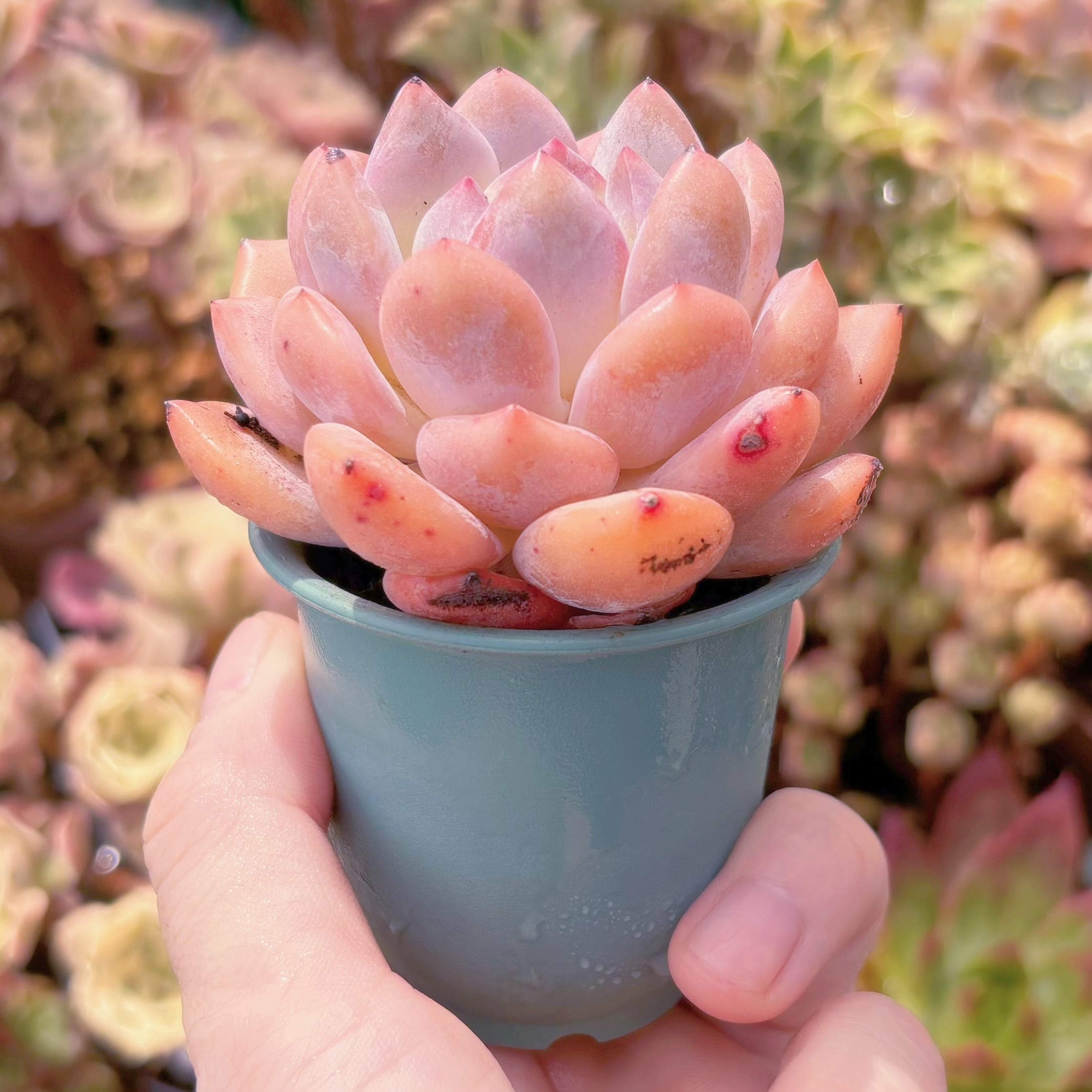 多肉植物 星影 新入荷 るる農園 | るる農園~多肉植物専門