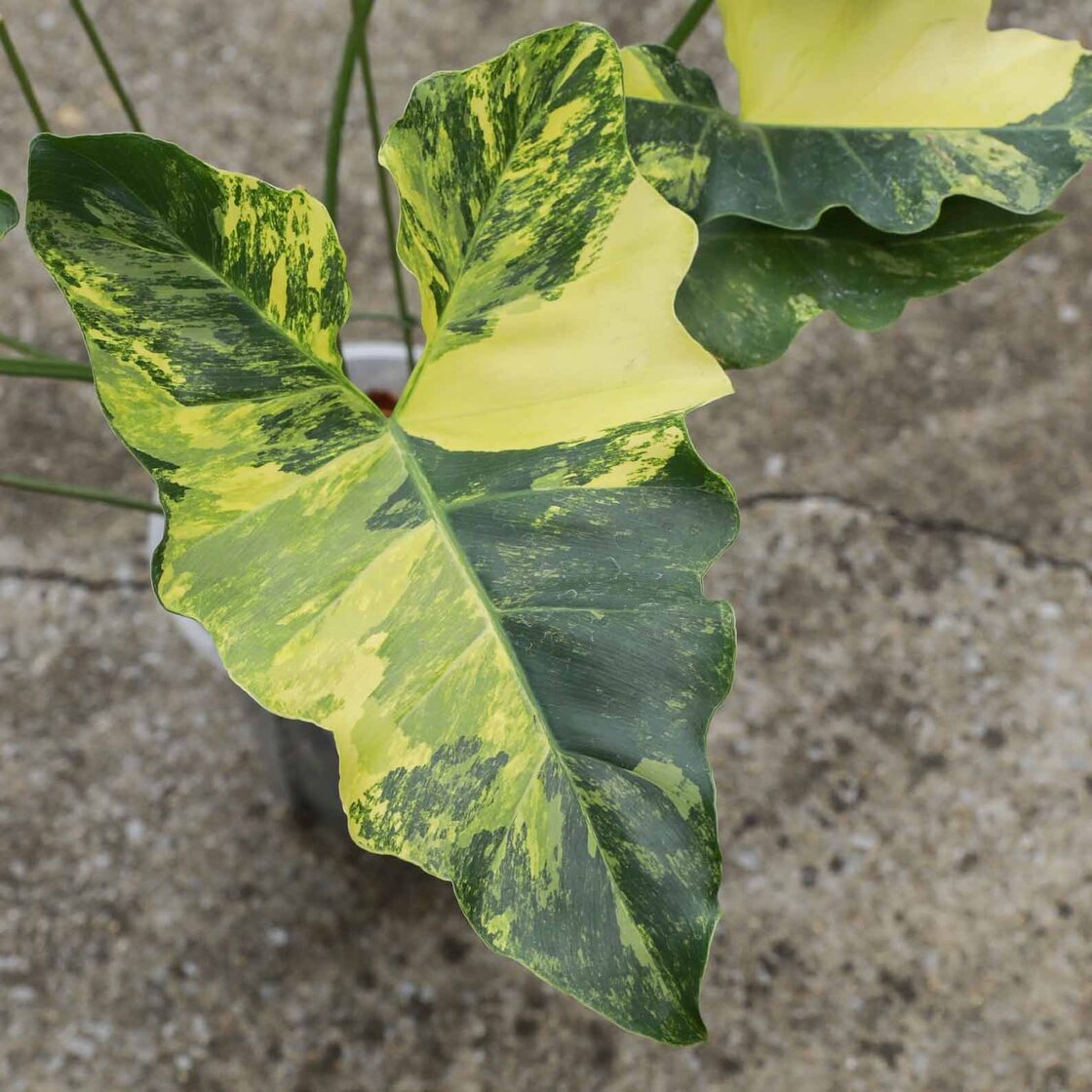 フィロデンドロン ウィリアムシー斑入り（Philodendron 