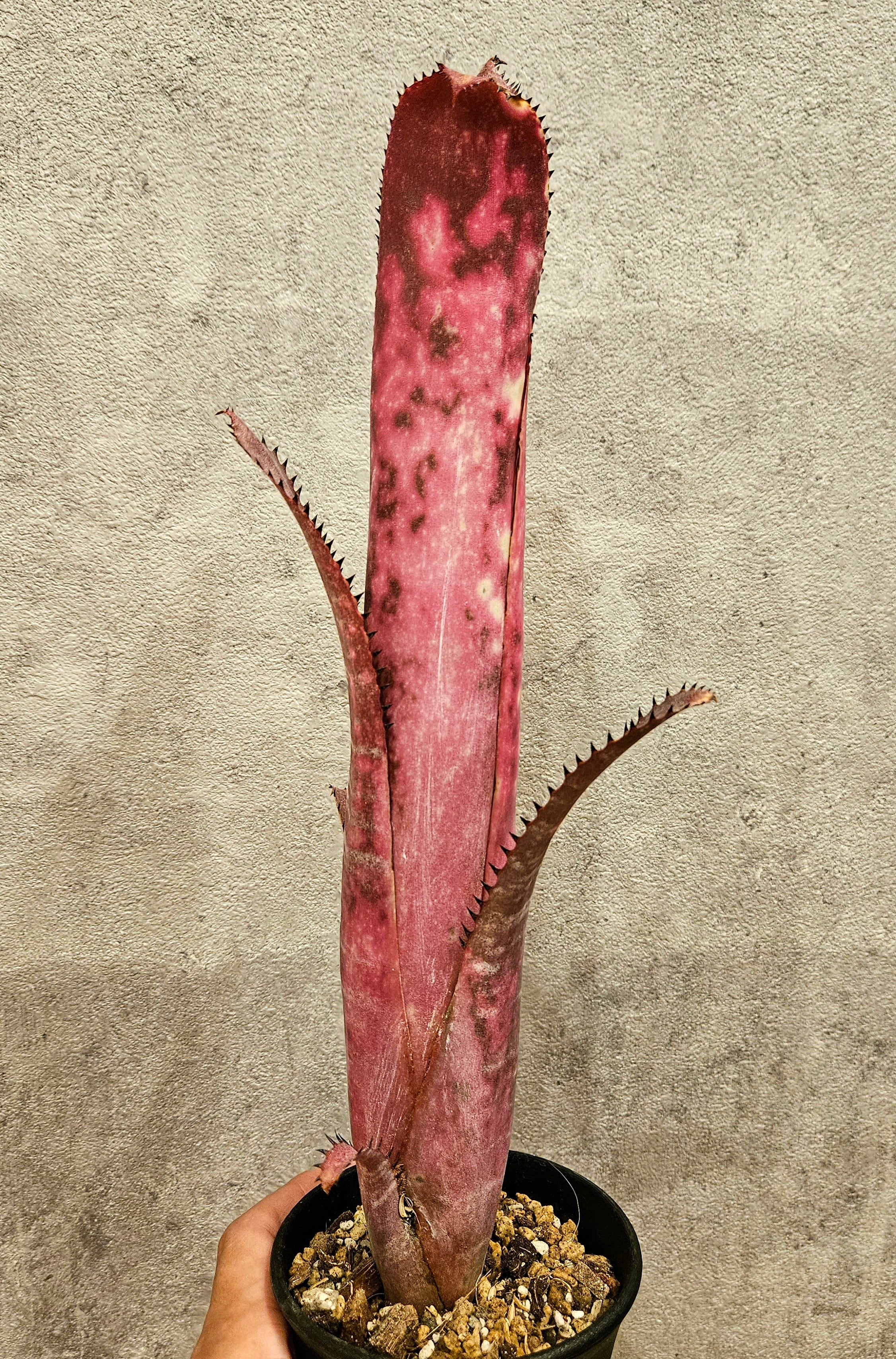 Billbergia Incendiary Delight【artPLANTs】ビルベルギア/タンク