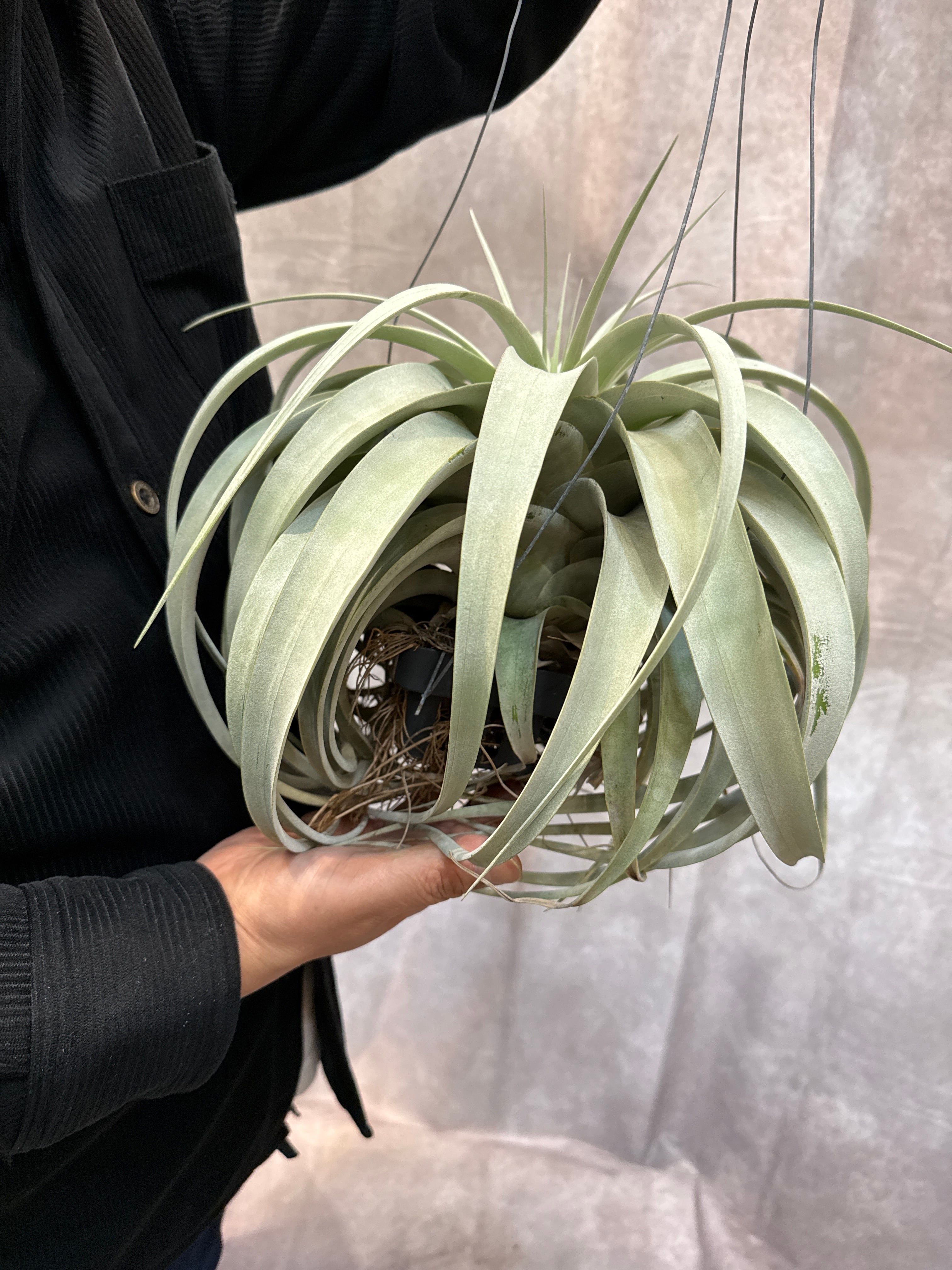 ビカクシダ ベイチー | Gardenえん 【観葉熱帯植物】