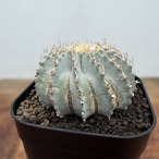 Geohintonia mexicana【ゲオヒントニア・メキシカーナ】