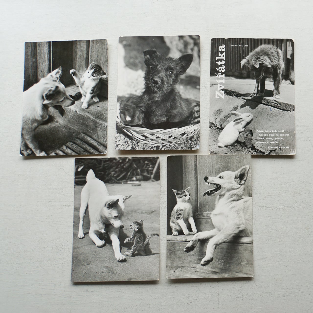 チェコ　動物写真のヴィンテージポストカードセット
