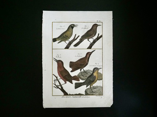 鳥の図版