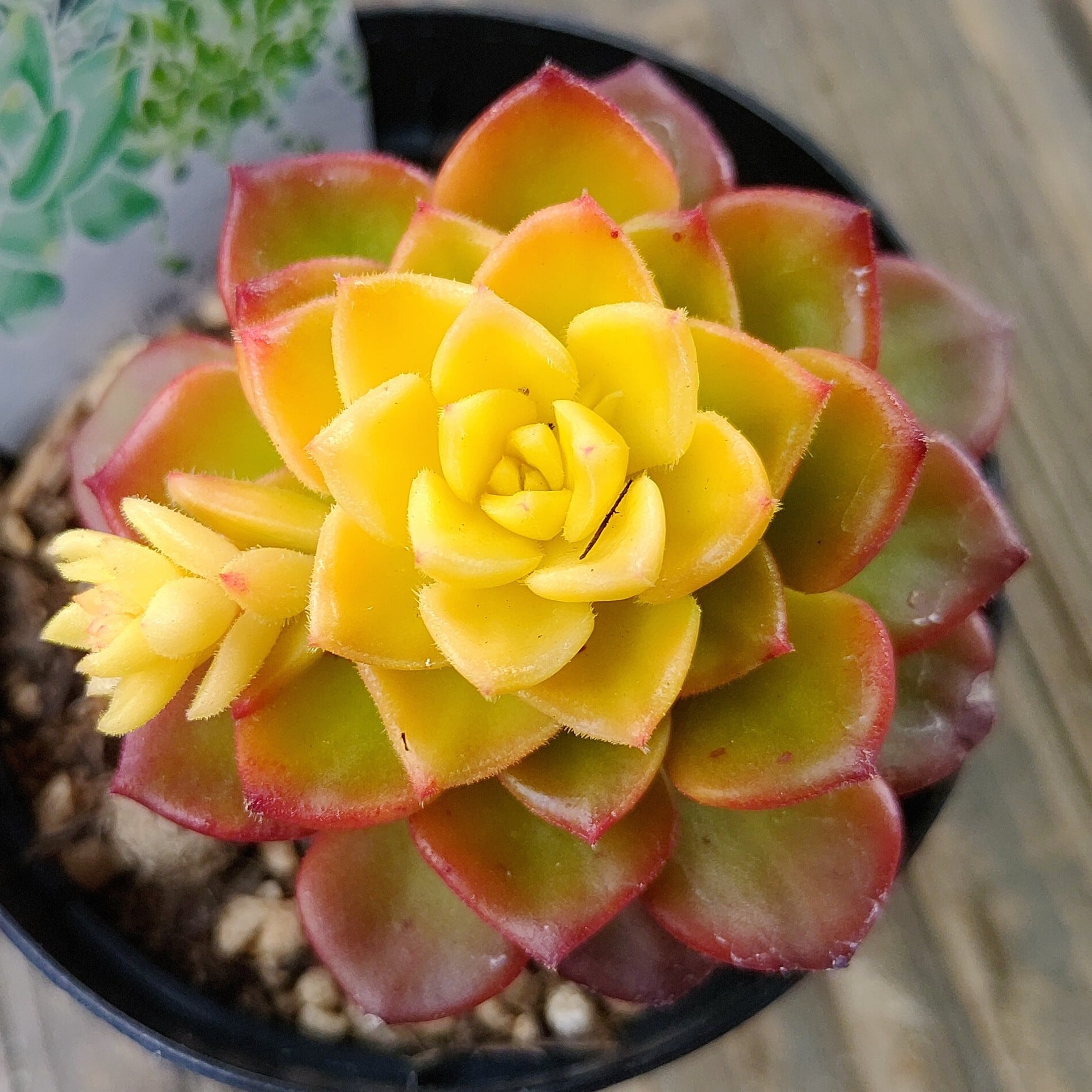 彩蝶 アエオニウム | RuPo 多肉植物専門店