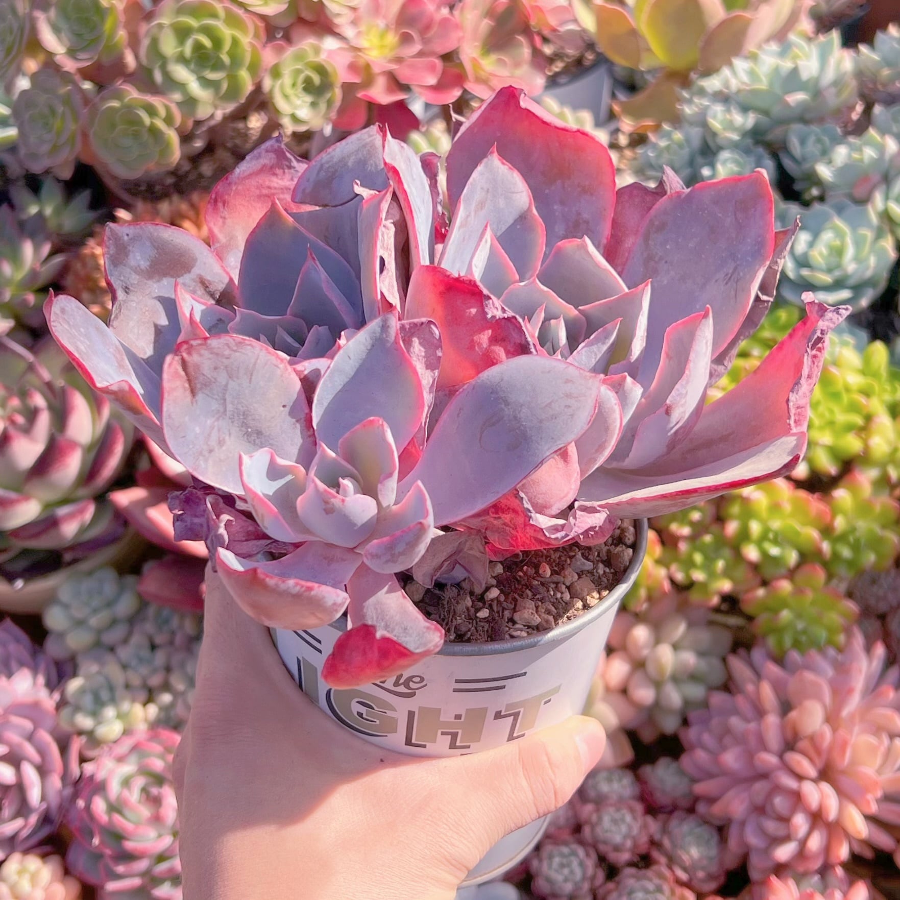 多肉植物 アフターグロー 特大群生 新入荷 | るる農園~多肉植物専門