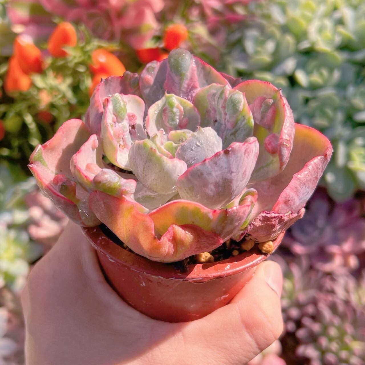 多肉植物 ビヨンセ錦(大) 新入荷 るる農園 | るる農園~多肉植物専門