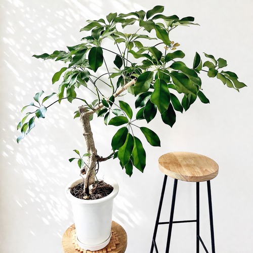 シェフレラ グリーンブレイズ【Premium Plants】登録品種 calm cafe