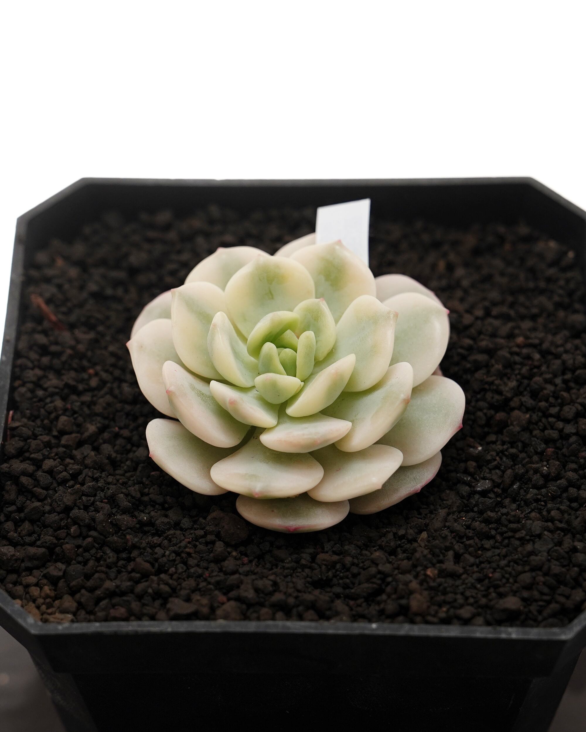 レア種・新品種 | PUKUBOOK SUCCULENTS