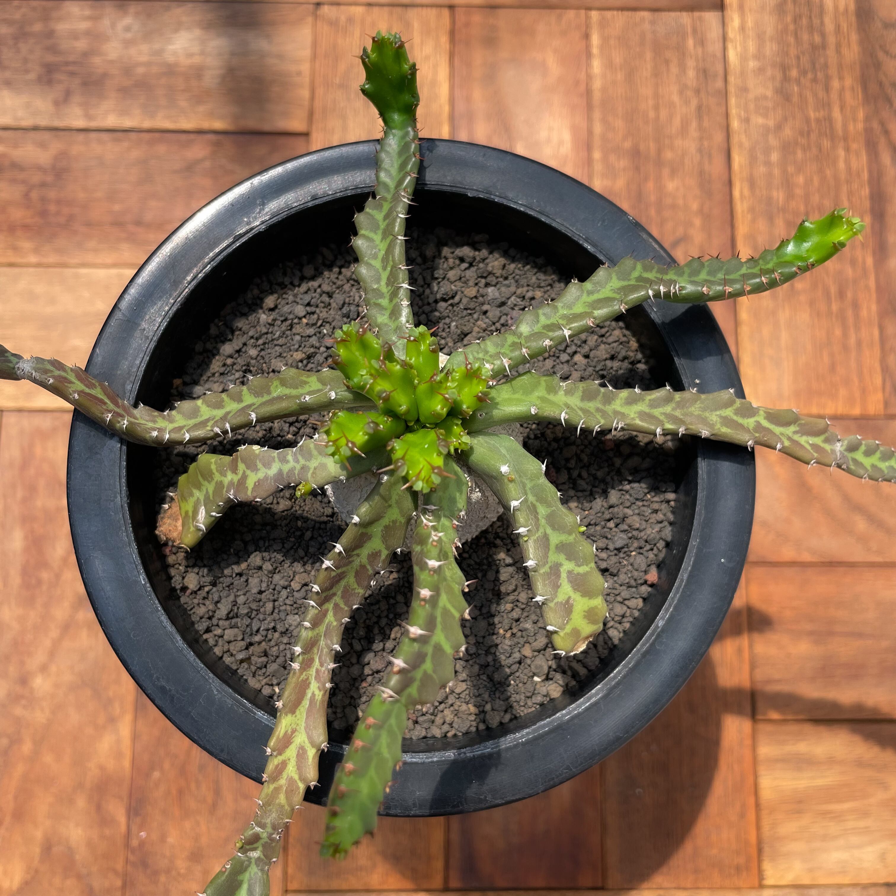 Euphorbia stellata【ユーフォルビア・飛竜・実生】 | RIMO'S GREEN