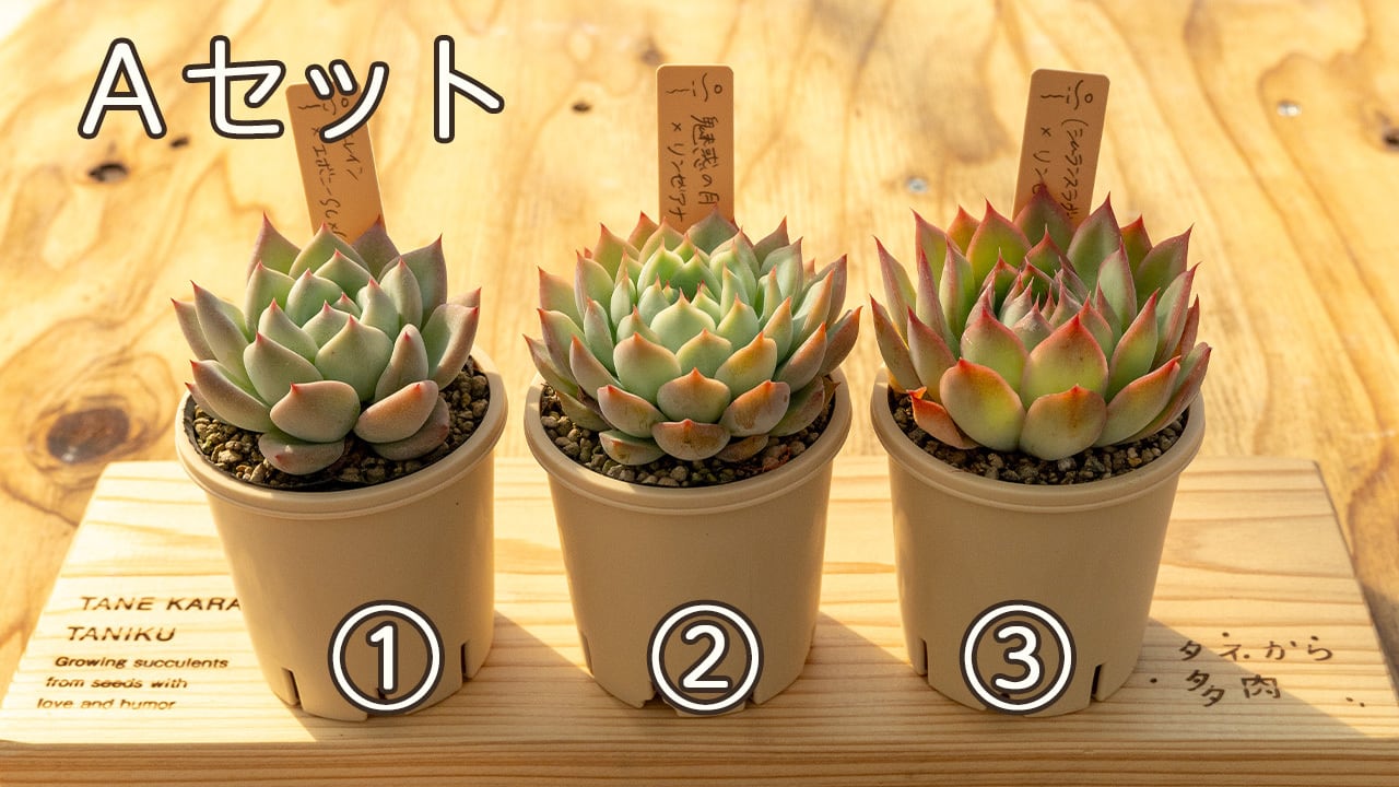 2025冬ミソ苗セット第三弾（Aセット） | タネから多肉