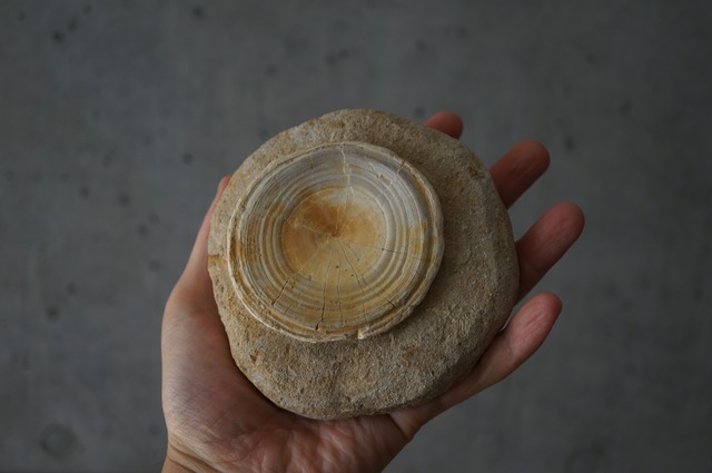 モロッコ産サメ脊椎化石 Otodus obliquus 2426