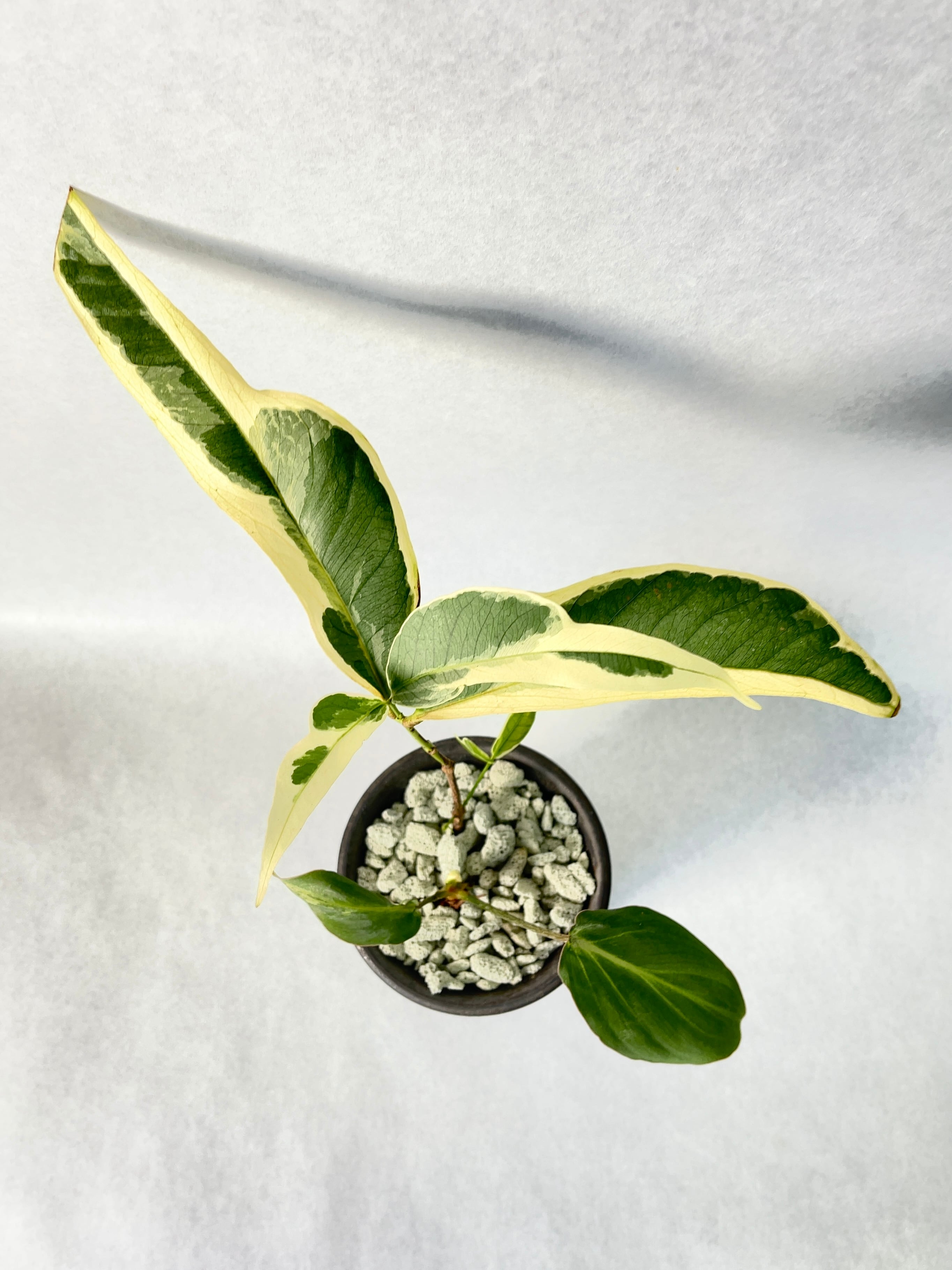 花宇宙×trigger】植栽H | trigger