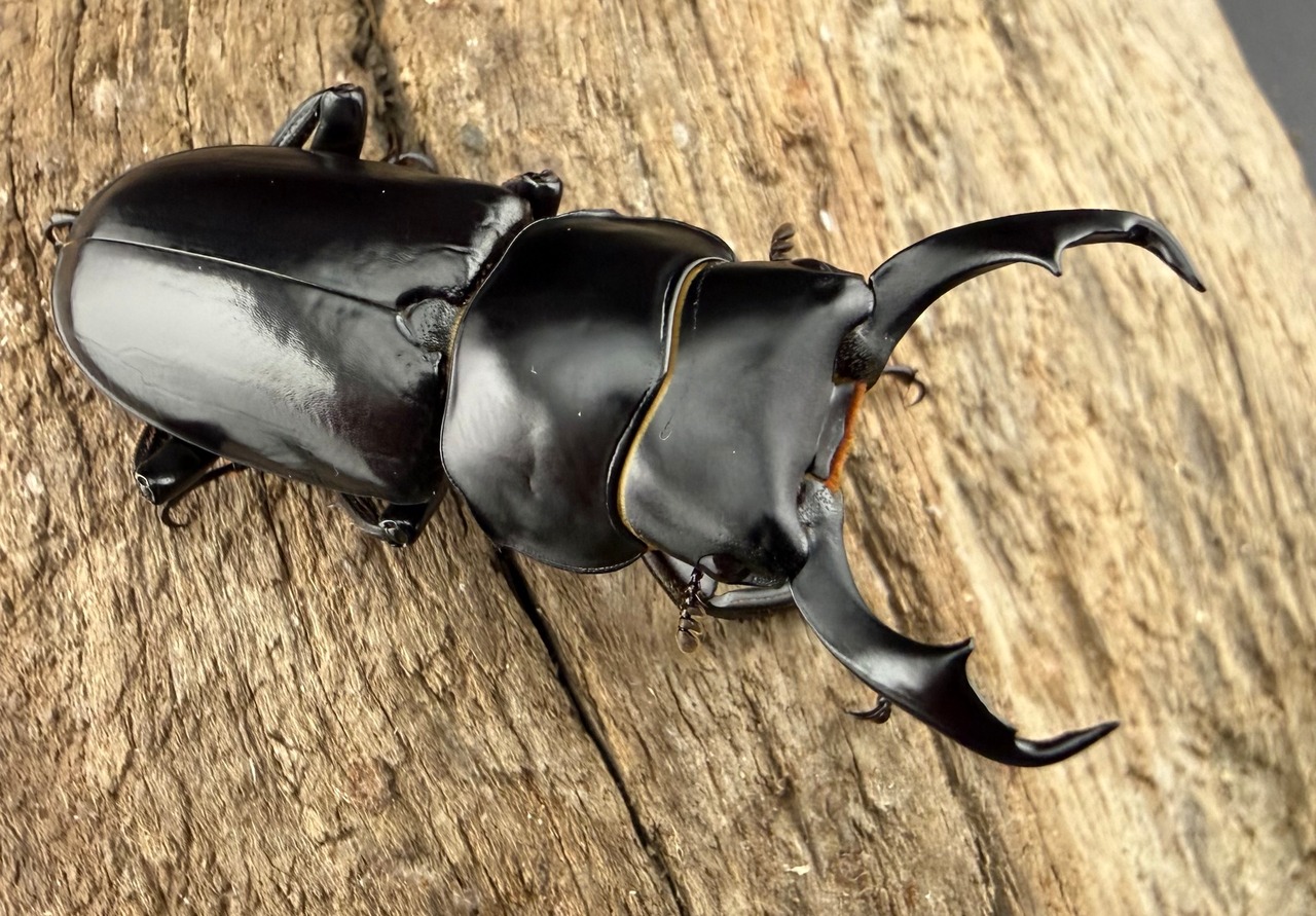 【WD】《ウォードコクワ チベット産 ブラックタイプ 43mm ペア》