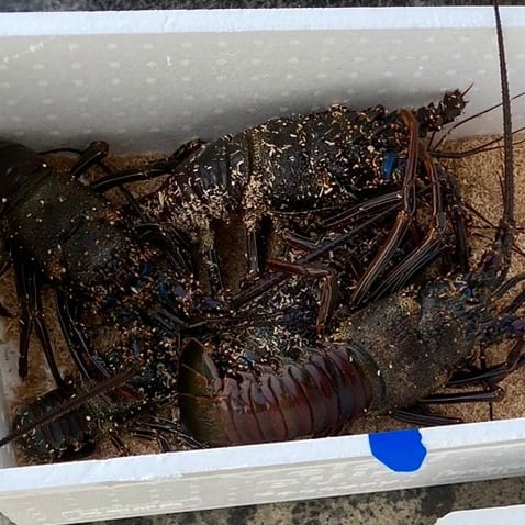 アオキの手掴みシマイセエビ 1kg | 素潜り漁師アオキ商店