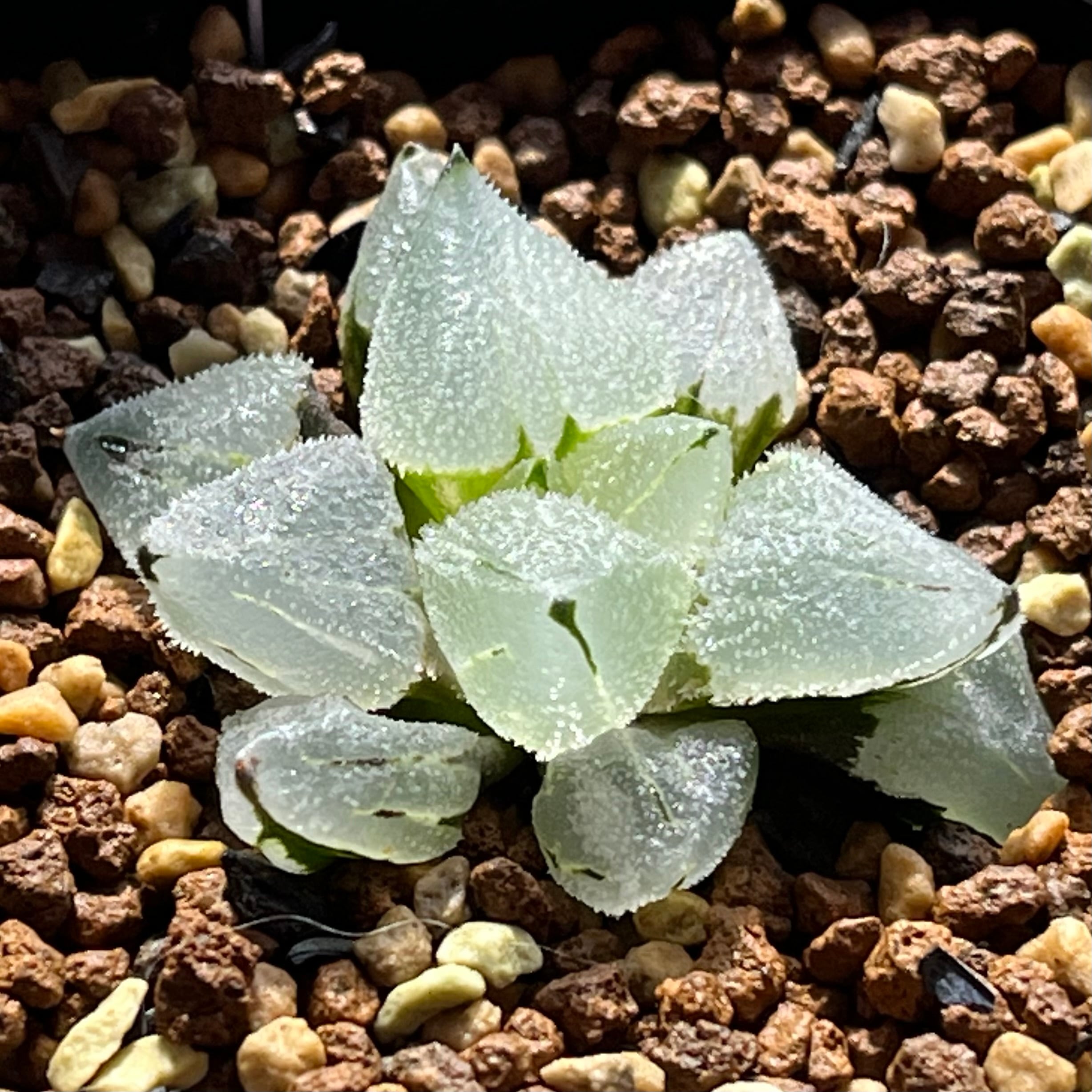 ハオルチア 三仙寿錦 | mocono_plants
