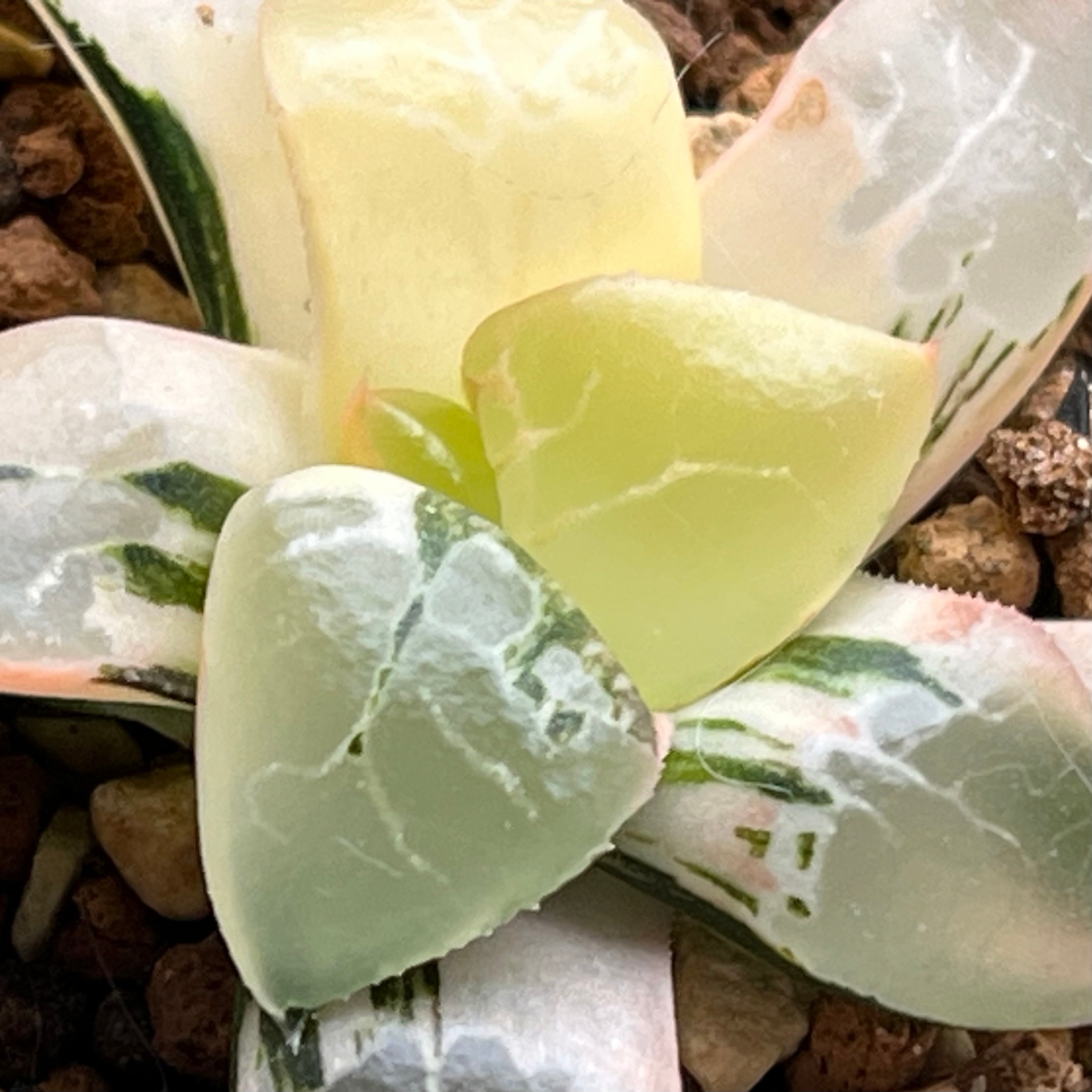 ハオルチア バディア 火鳳凰錦 | mocono_plants