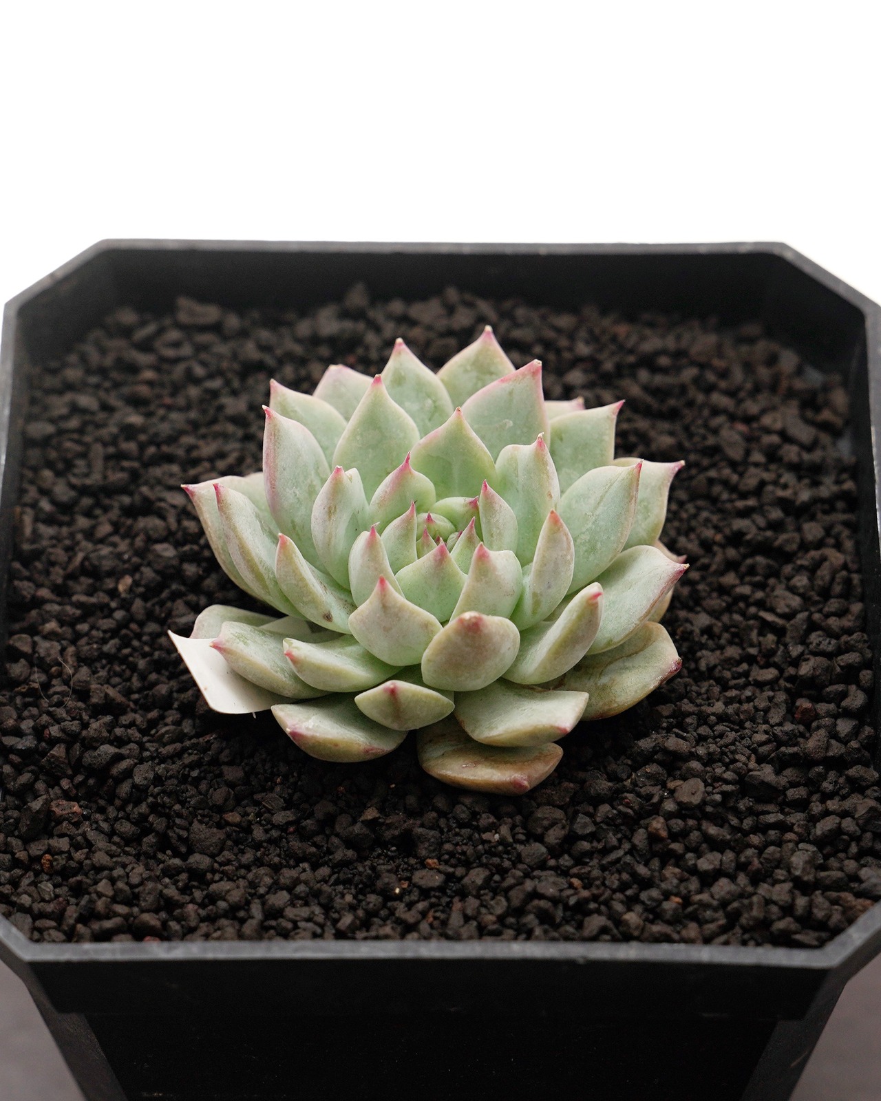 カット苗 ティッピー Echeveria 'Tippy'