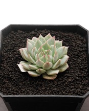 カット苗 ティッピー Echeveria 'Tippy'