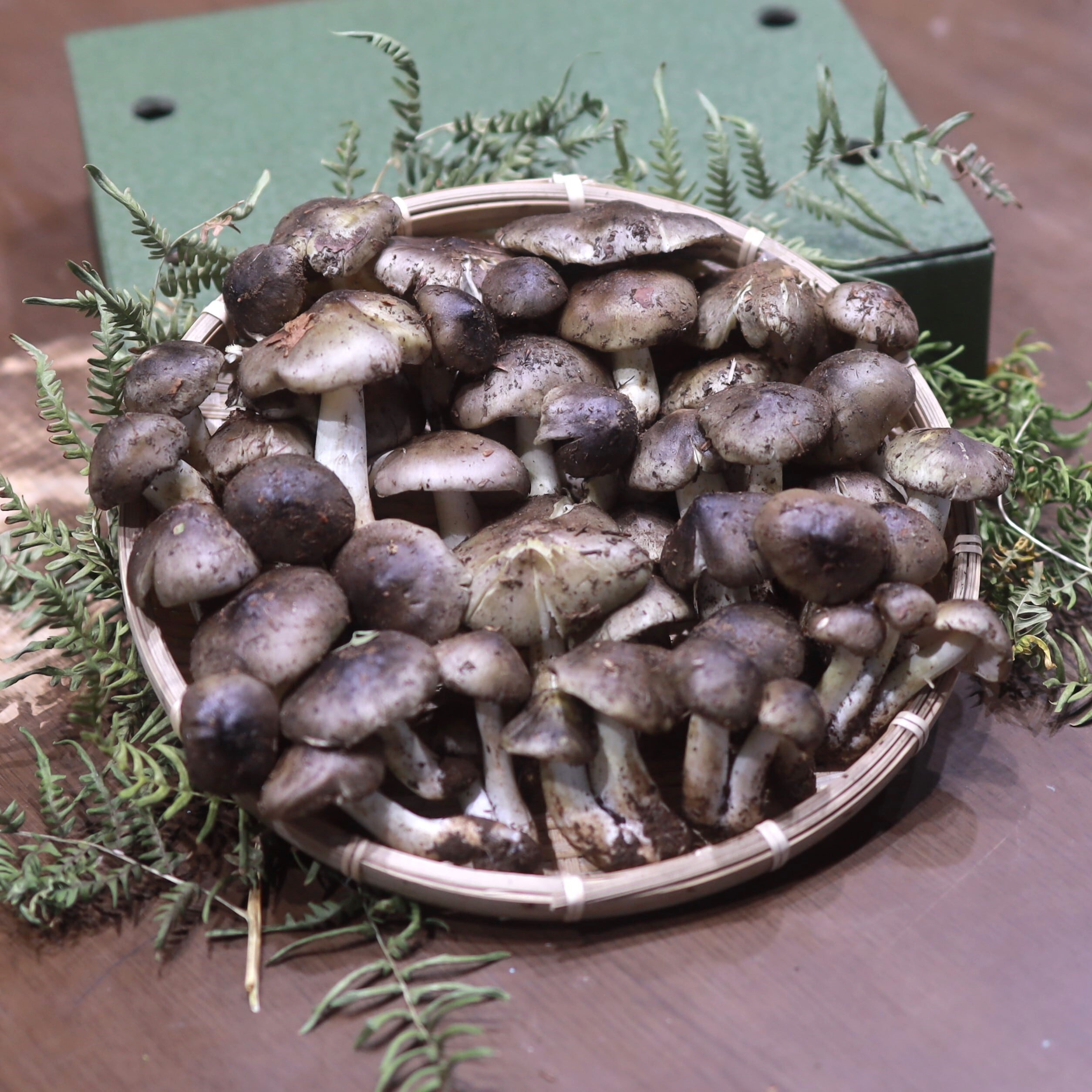 シーズン限定品 【シモフリシメジ】 400g | 信州松茸屋 茸王-松覇