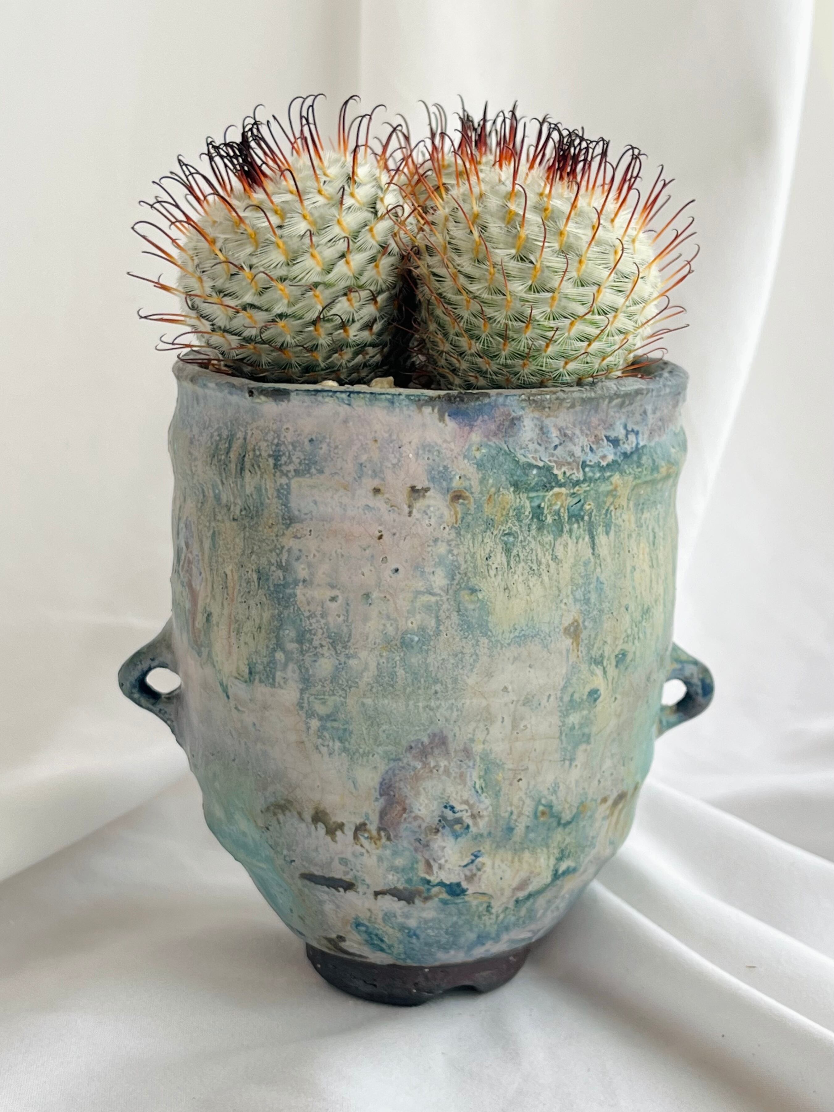 Mammillaria perezdelarosae マミラリア ペレスデラロサエ サボテン