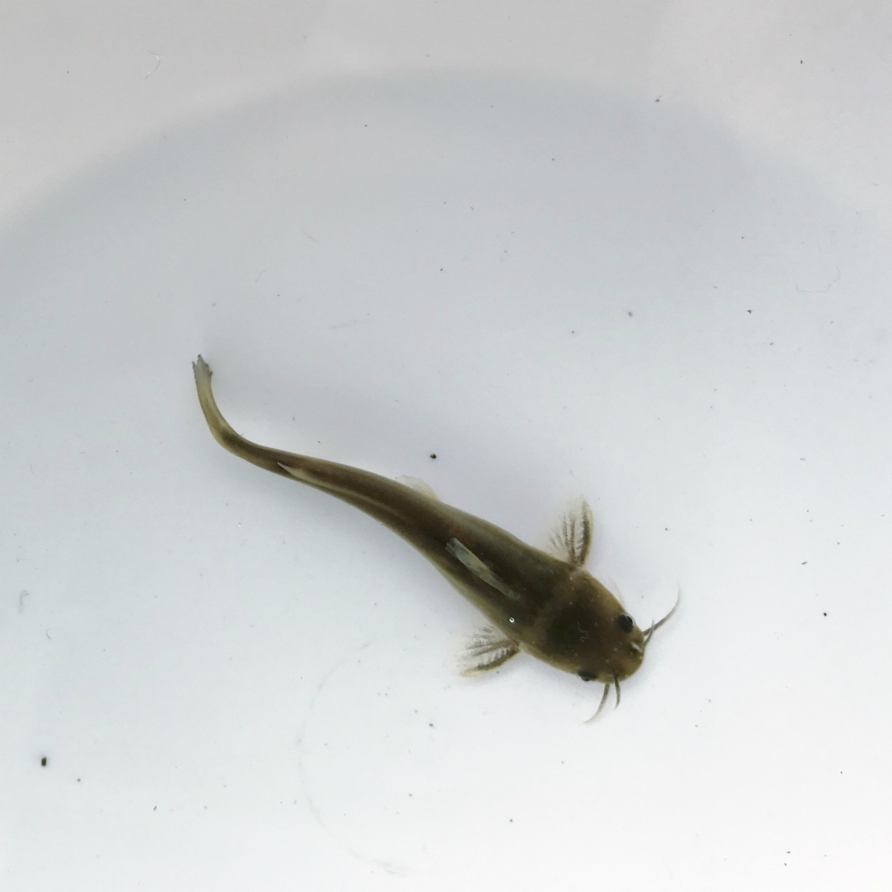 （淡水魚）ギバチ　S（2～4ｃｍ±）　（1匹）【生体】