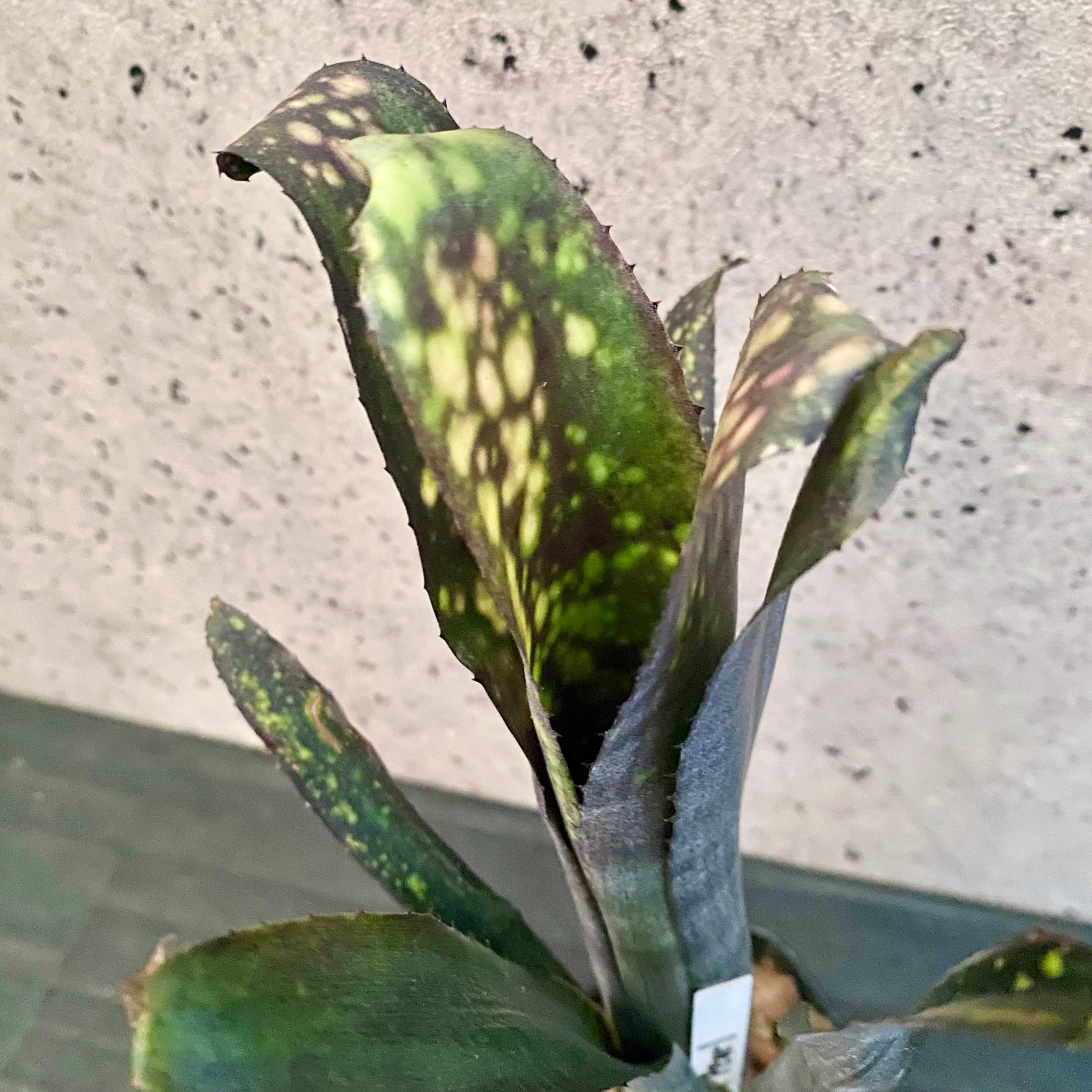タンクブロメリア ビルベルギア 『Black Pearl』 | Planet Plants