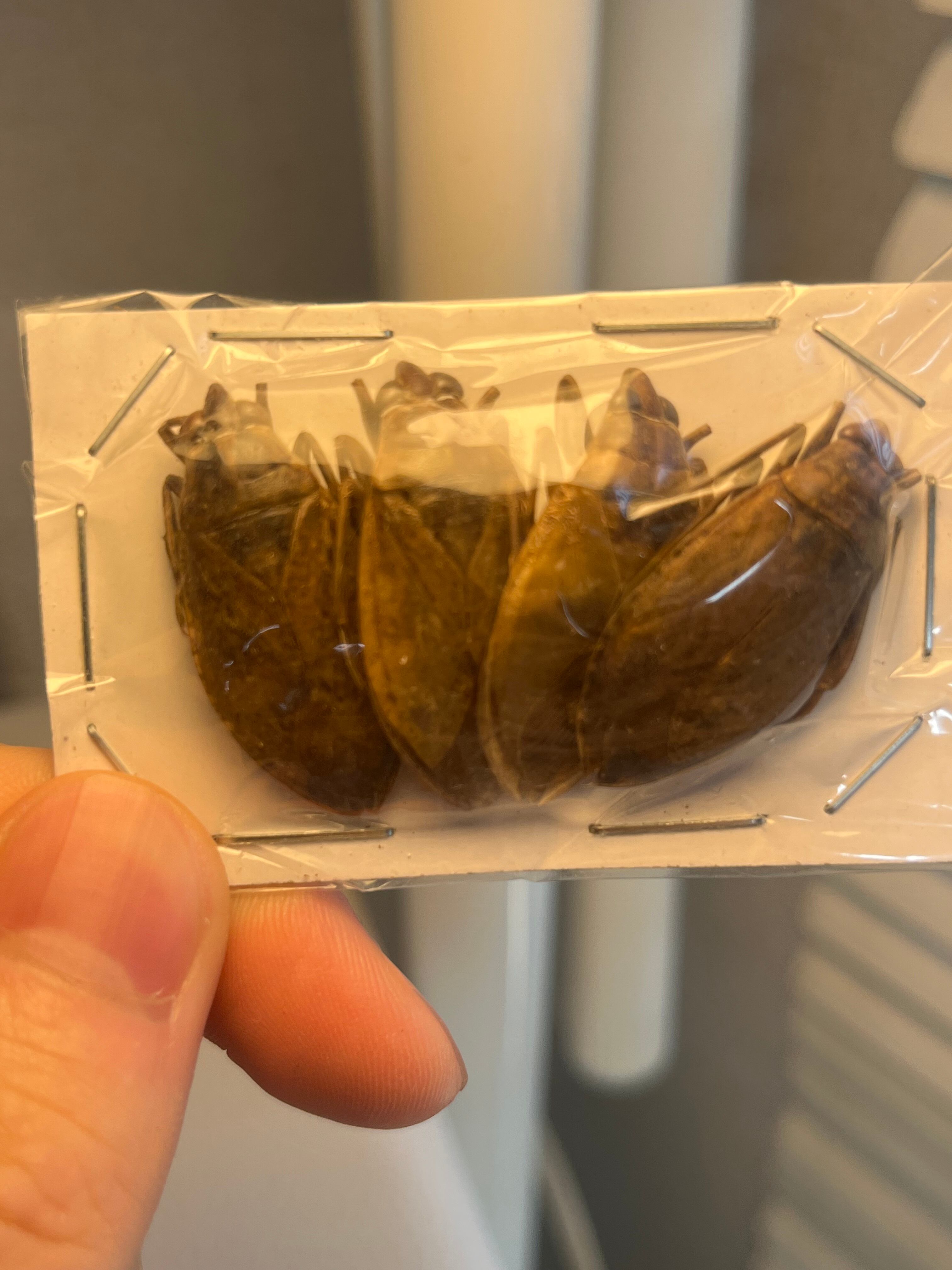 4匹set】コオイムシ タガメ標本 ミズカマキリマンティスゲンゴロウ腕虫