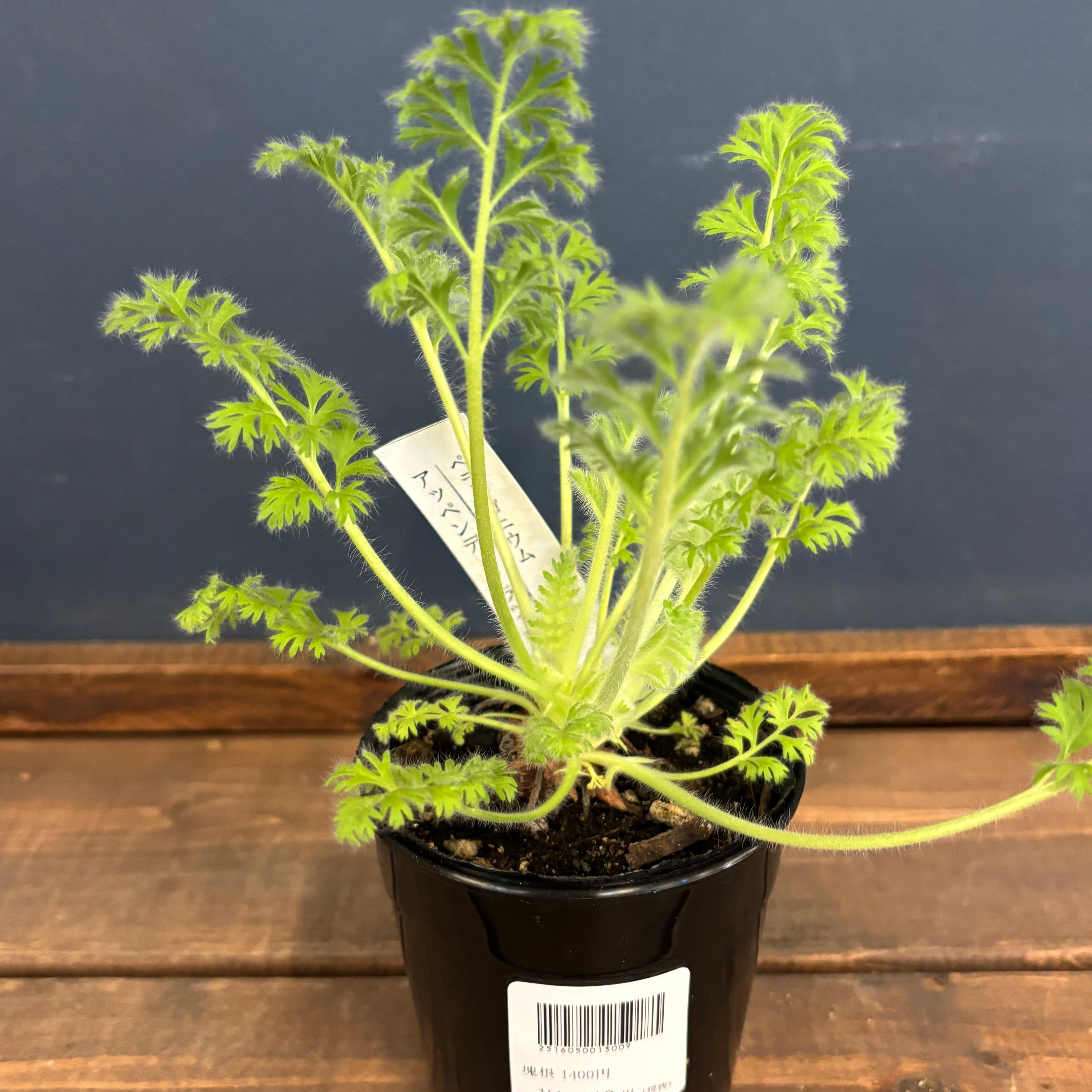 ペラルゴニウム ミラビレ 現地株【105】 | PROTOLEAF プロトリーフ