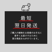 【UJ】アンスリウム　レッドクリスタリナム（ミッシェルｘミッシェル）【769】