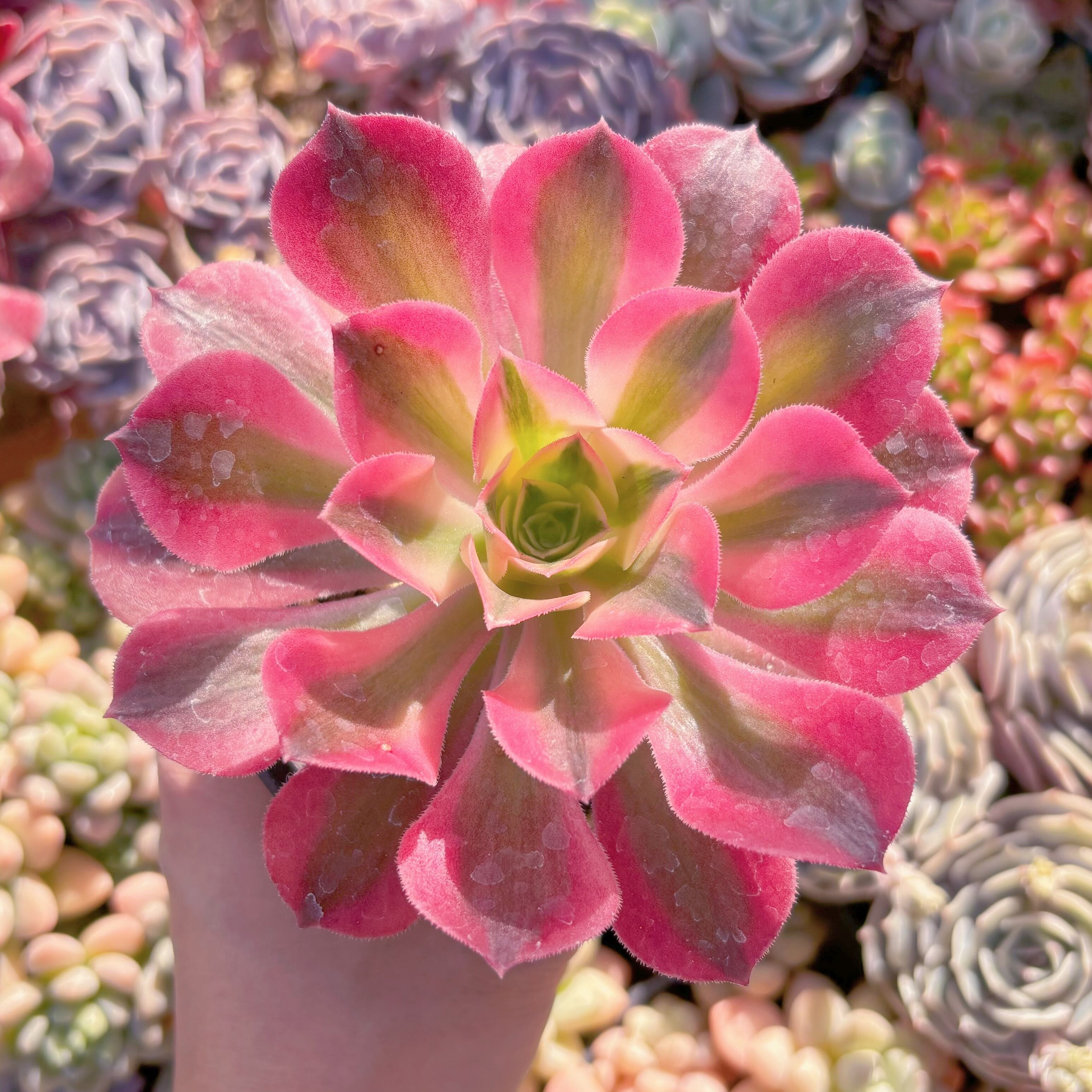 現品　アフラダイティ#068　るる農園