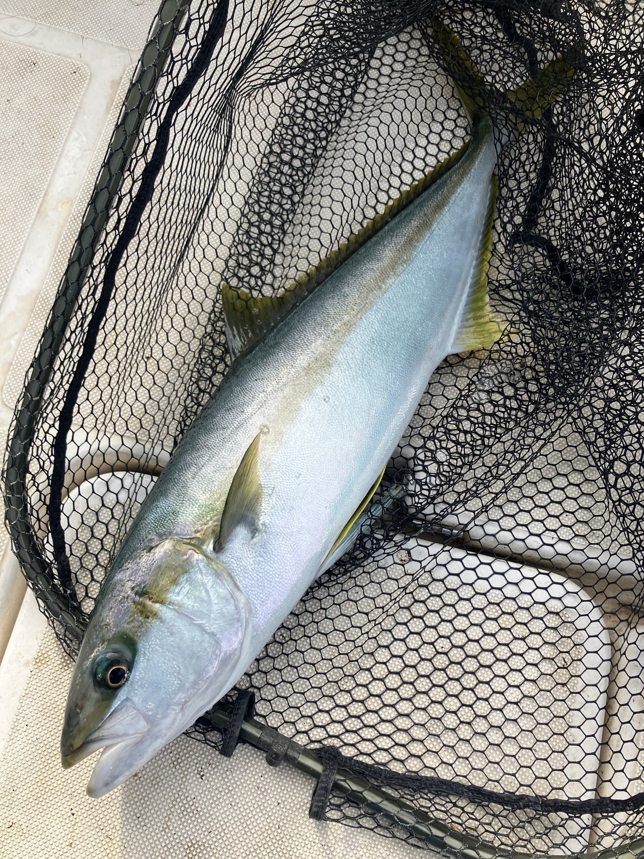 一本釣りヒラマサ・切り身 | 村上印オーガニック
