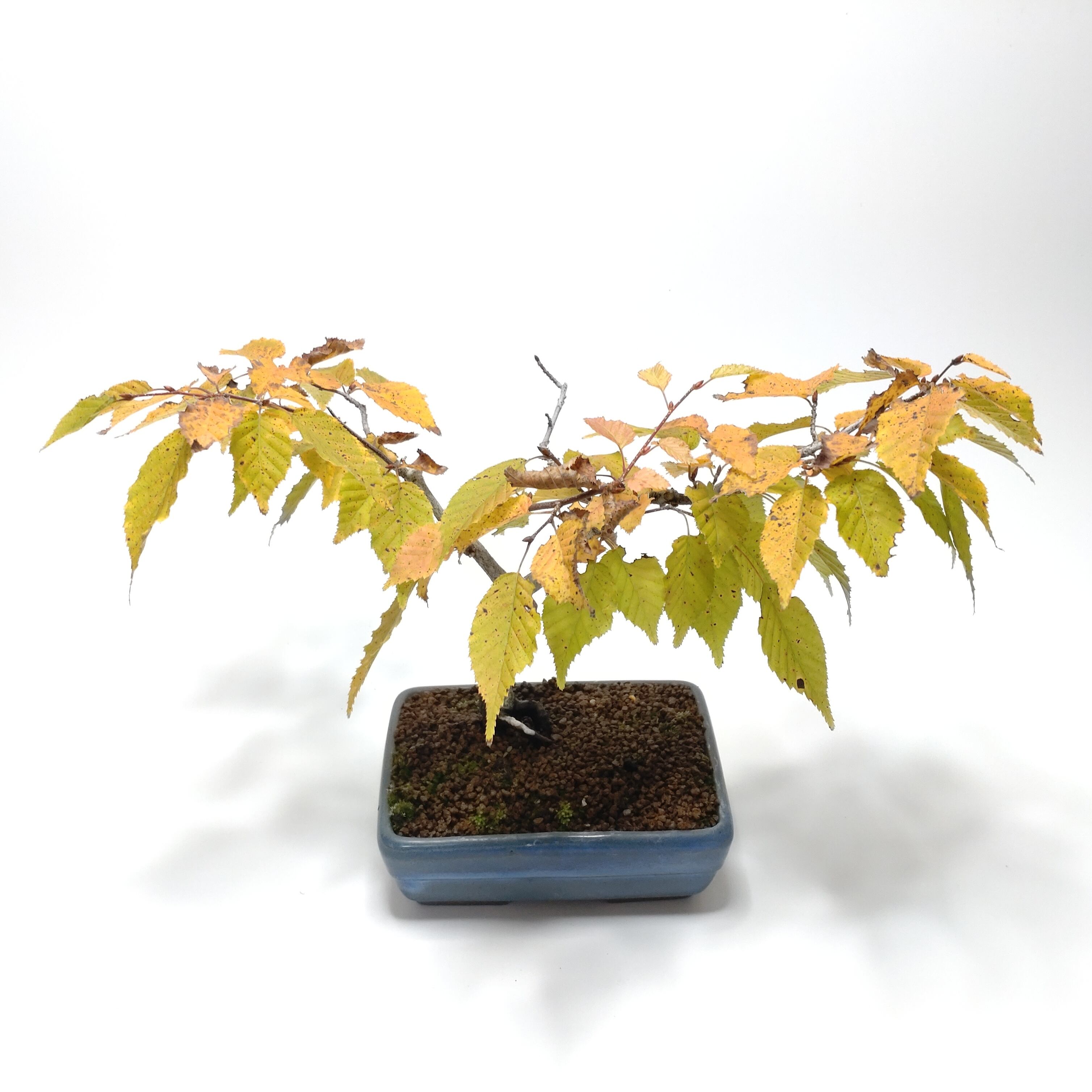 赤四手（アカシデ）盆栽 SS006 | 盆栽創【Bonsaisou】