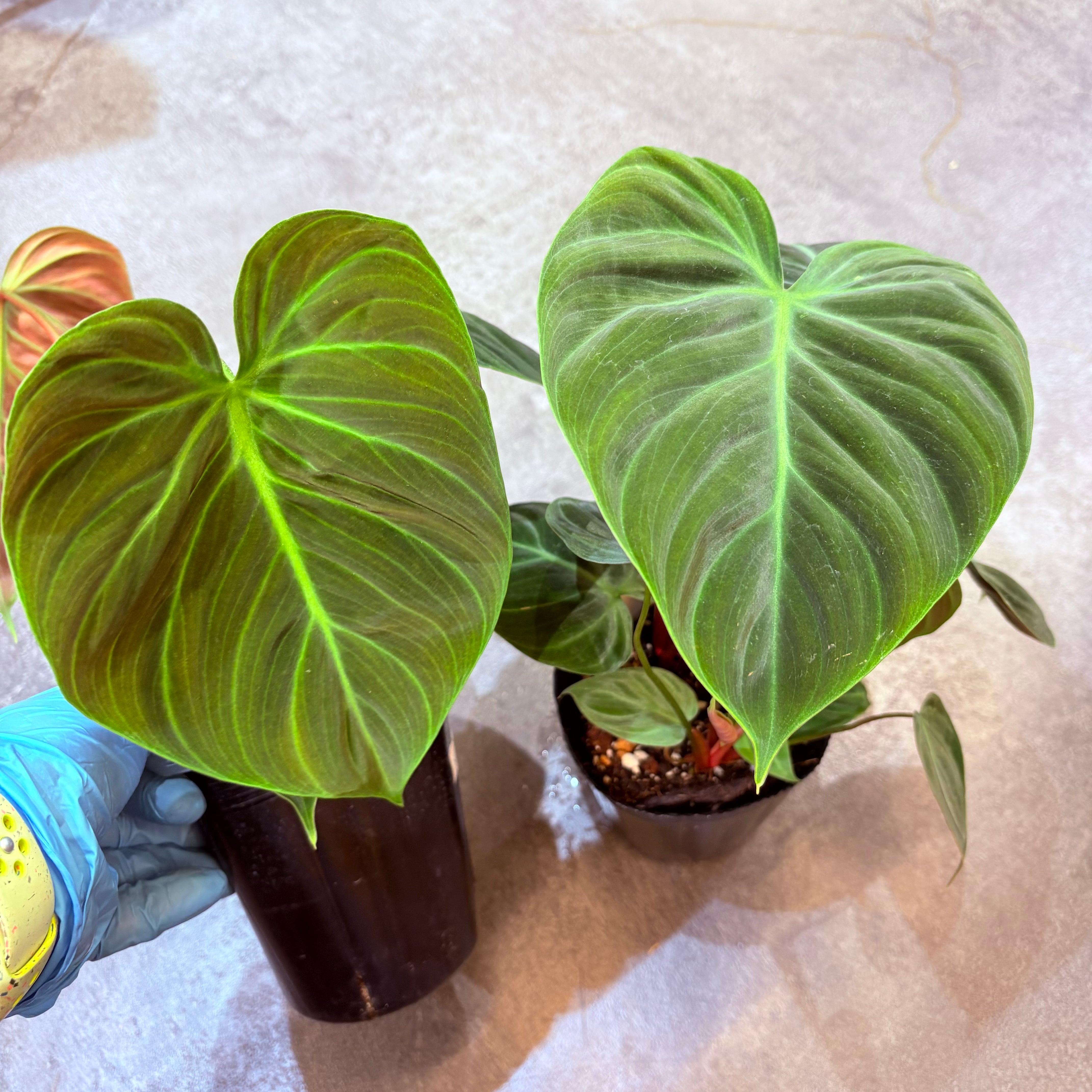 フィロデンドロン エルチョコレッド 3.5号 | Green Vibes 宇都宮市の