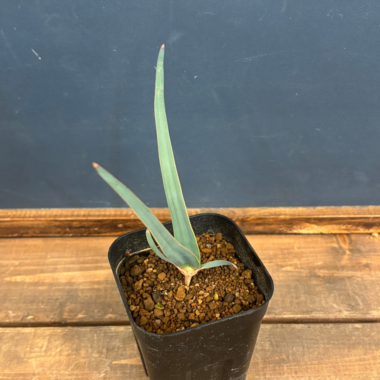 ウェルウィッチア　ミラビリス　奇想天外【92】