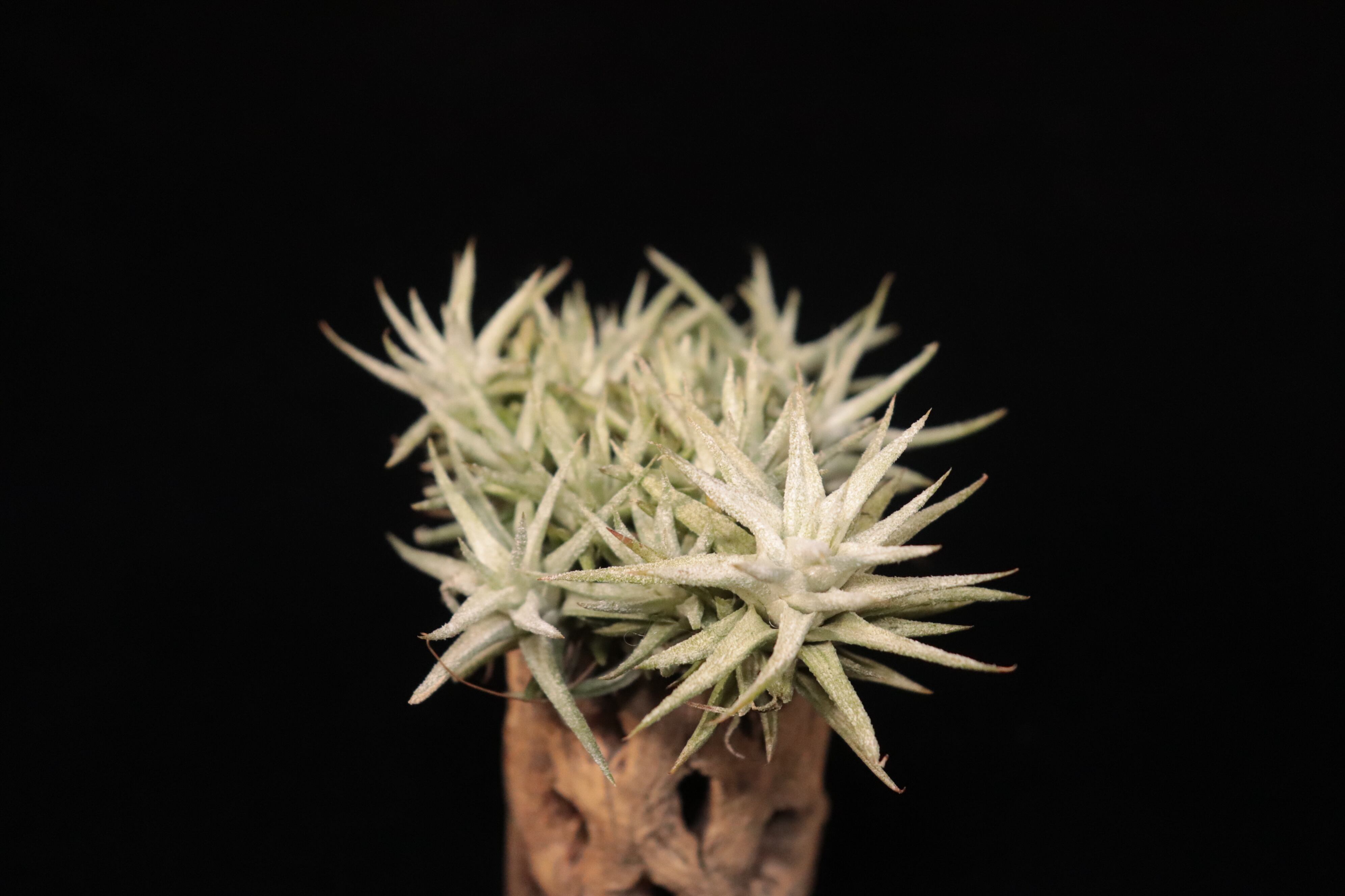 送料無料】ionantha var.van-hyningii 'Pink Lady'〔エアプランツ