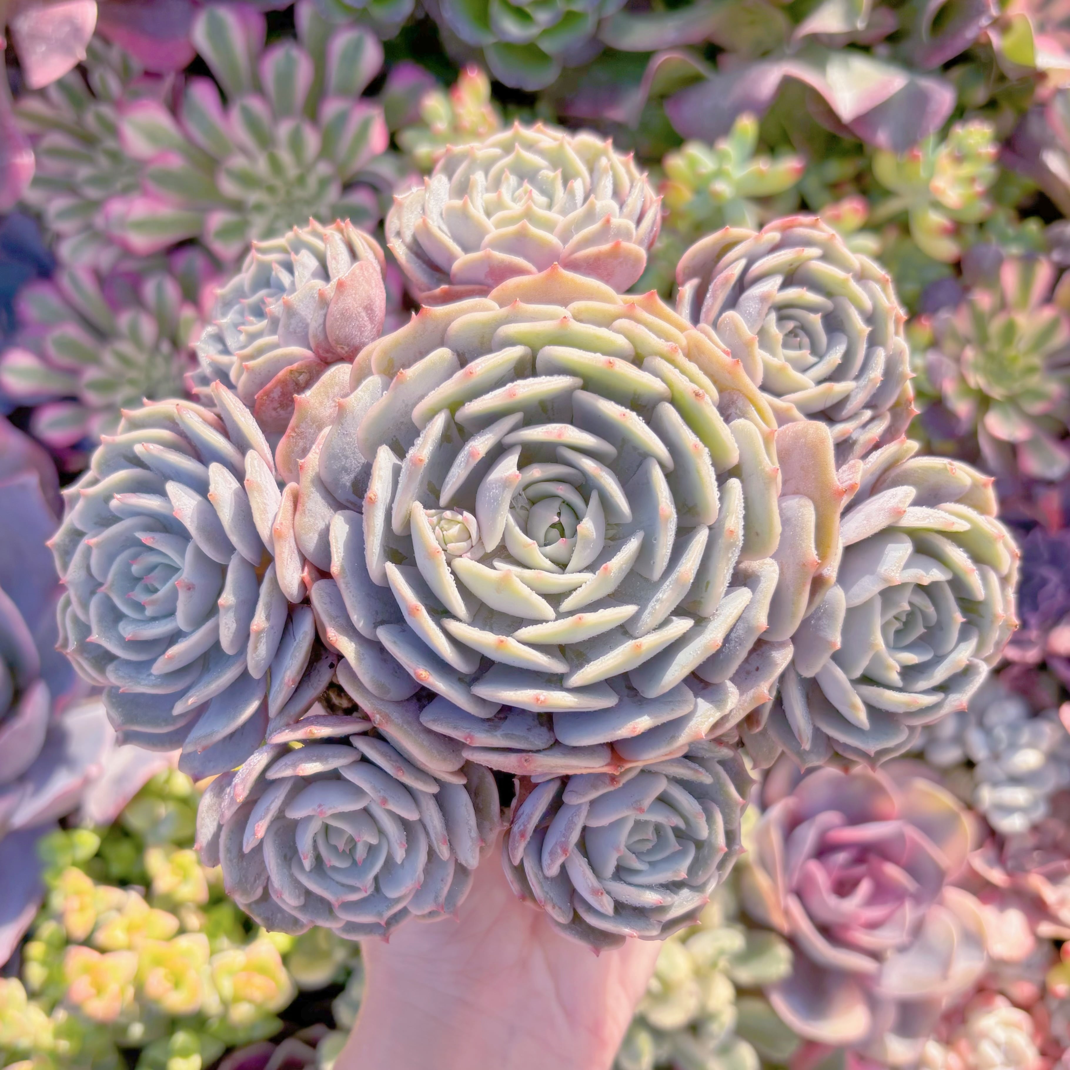 現品　ローラ#M208　大群生　新入荷　るる農園