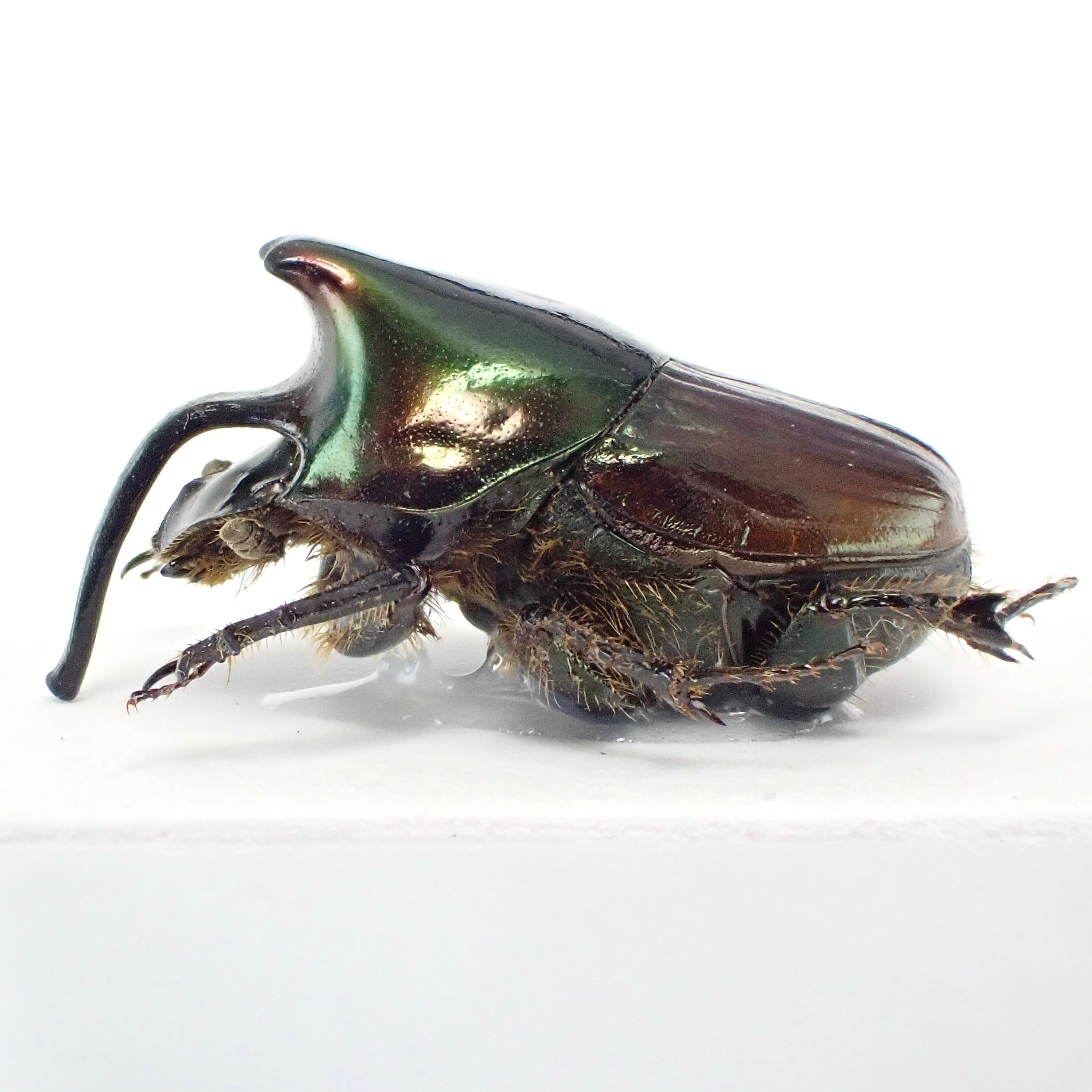 コンゴ民産 Onthophagus nigriventris ♂♀ 14mm/12mm | 昆虫標本