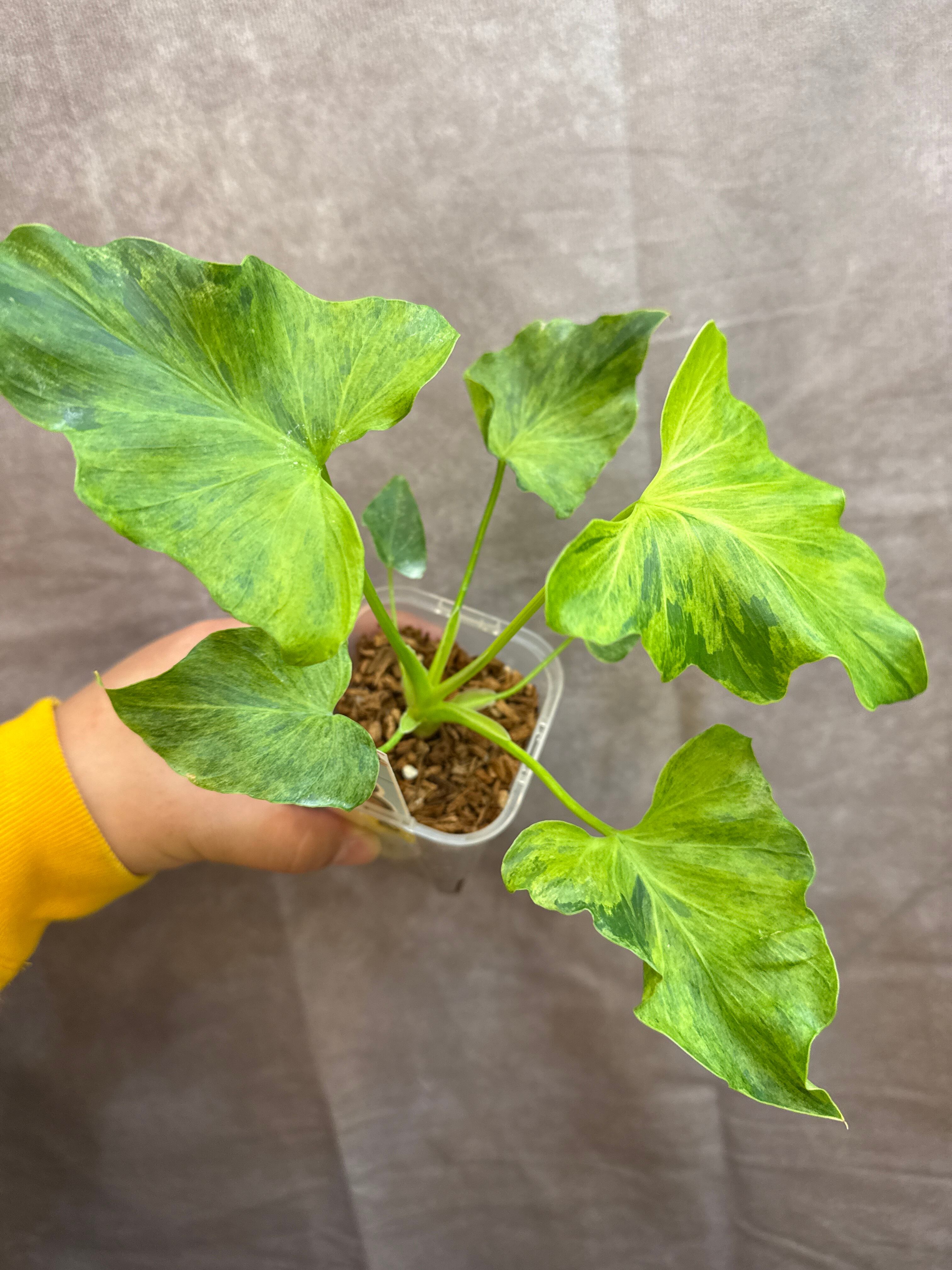 フィロデンドロン セロームバリエガータ | Gardenえん 【観葉熱帯植物】
